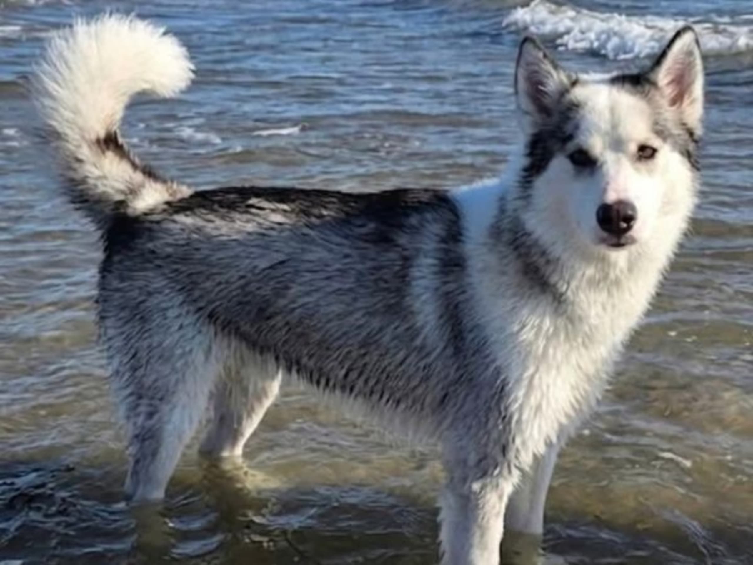 Alaskan malamute · östra frölunda · Arctics frost