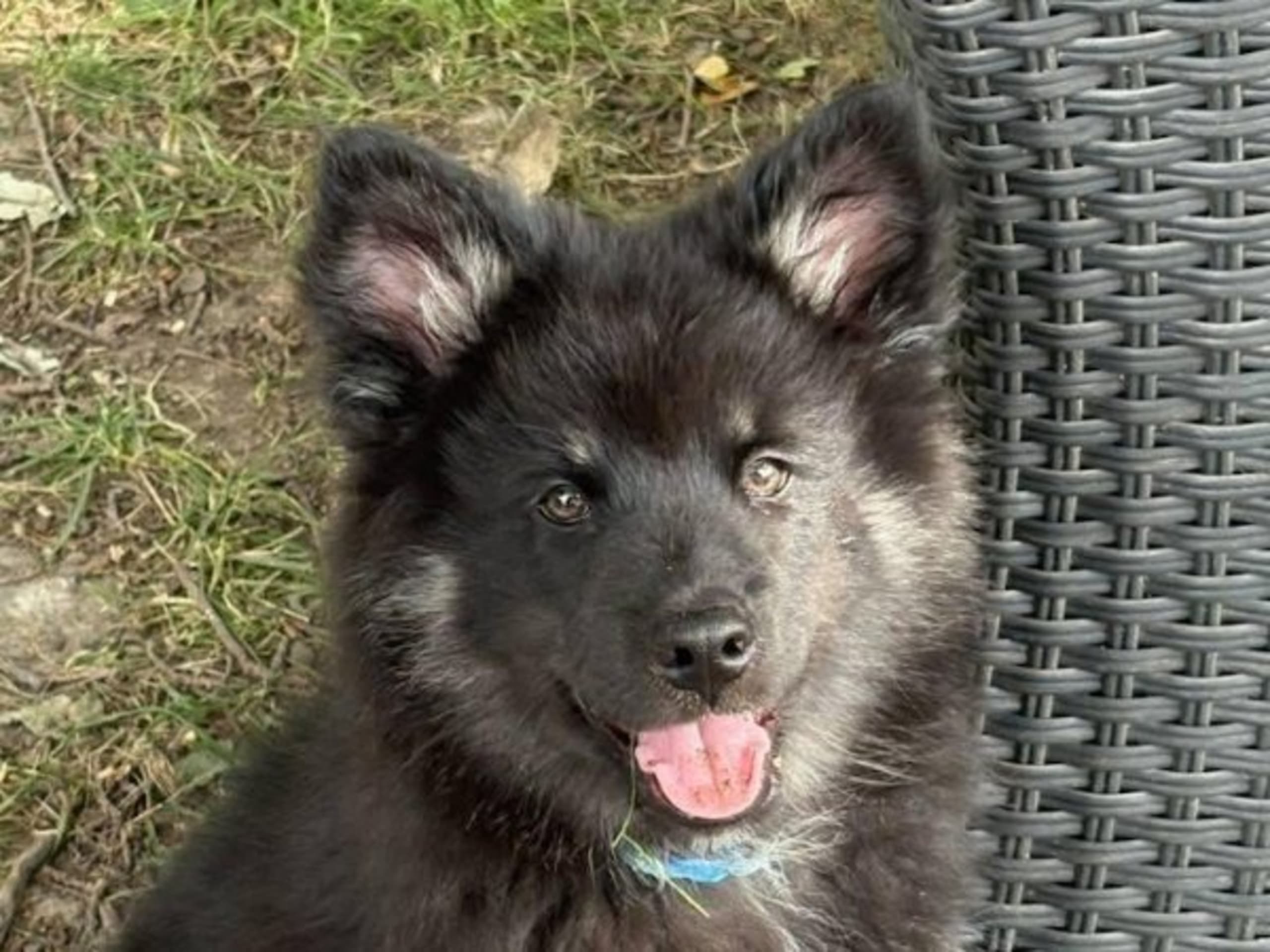 Finnish Lapphund · Karlstad · Vallarjäntans