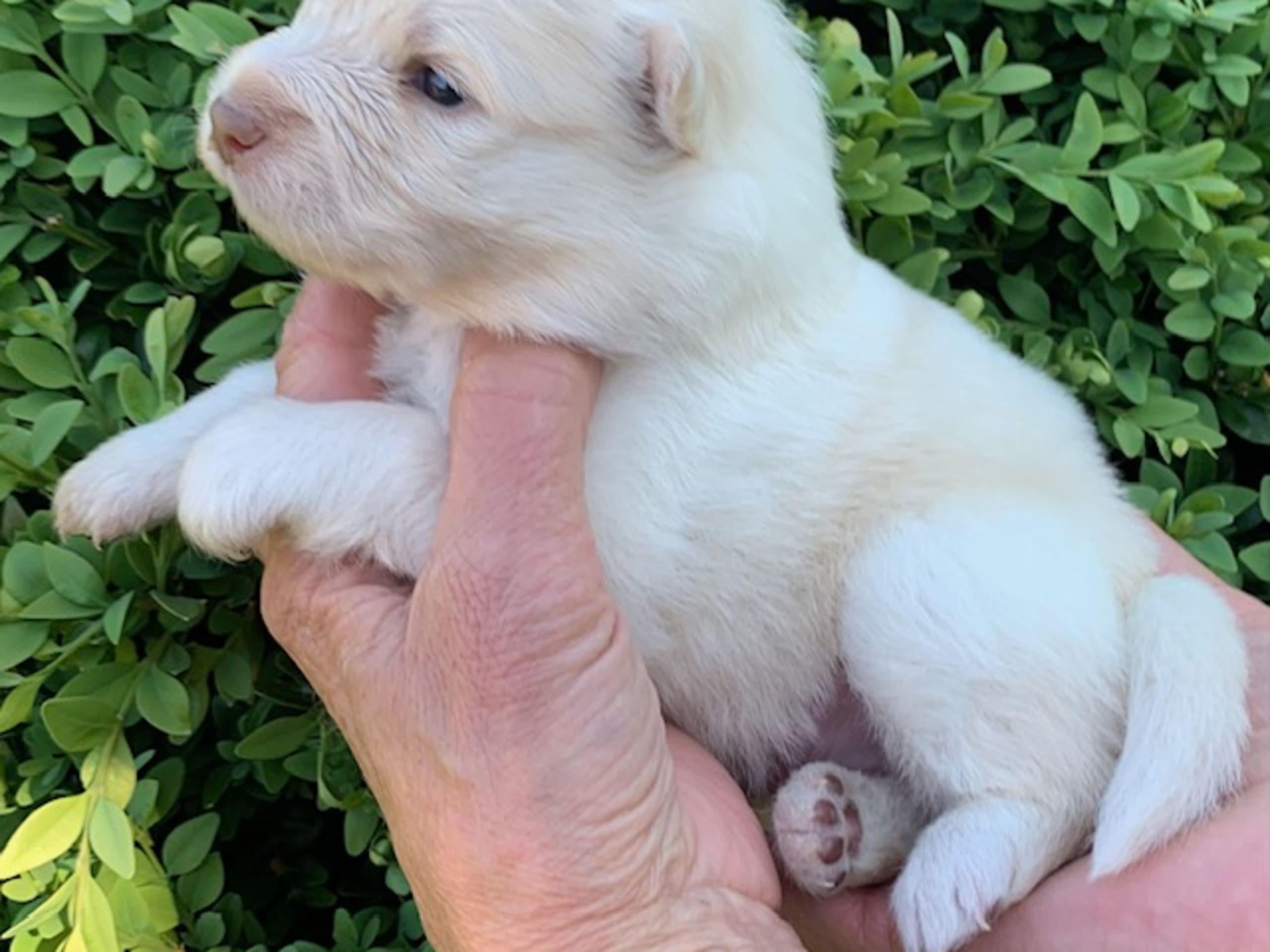 Finsk lapphund · Veberöd · Lejoncrona
