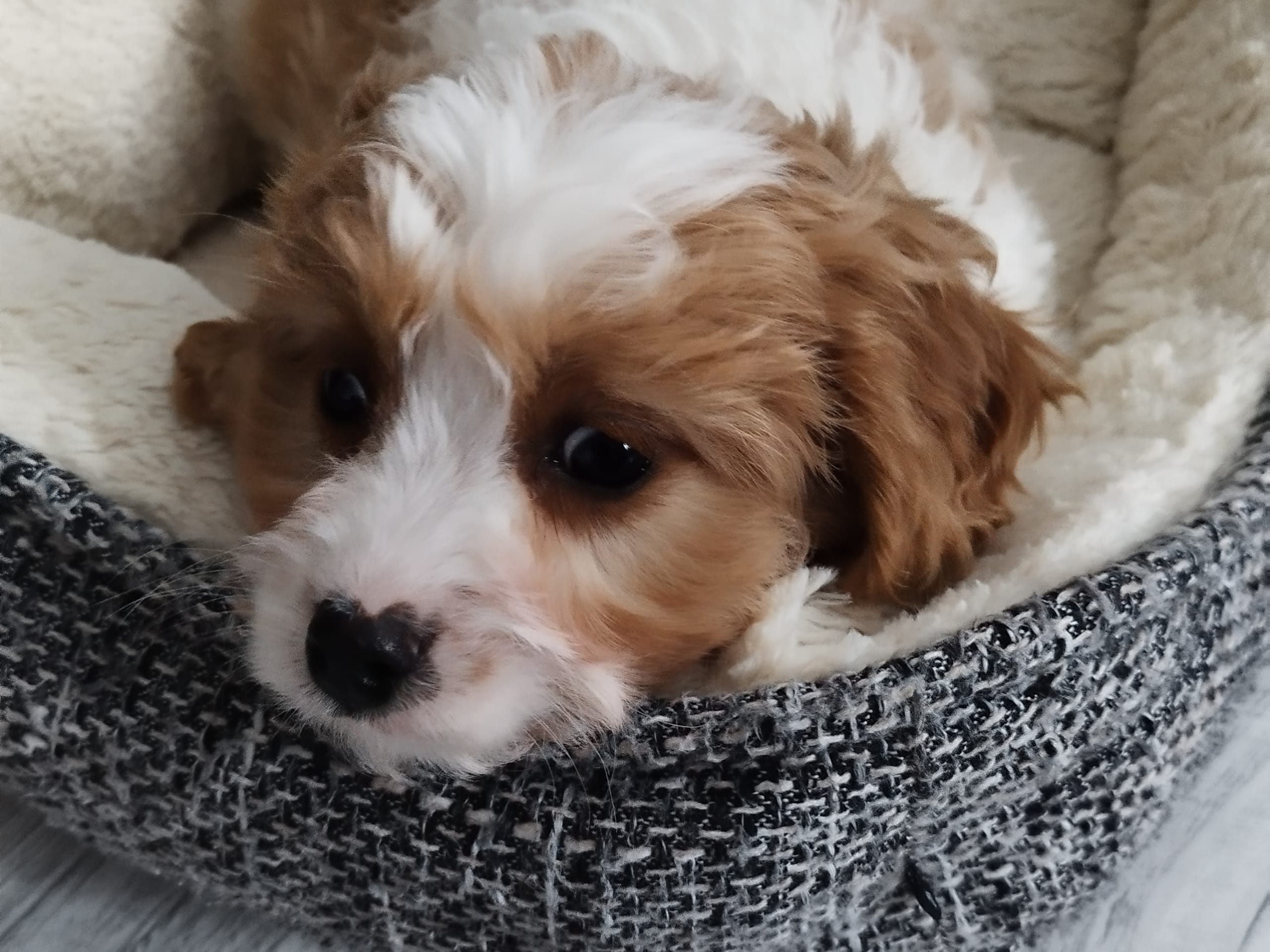 Hjortkvarns Cavapoo
