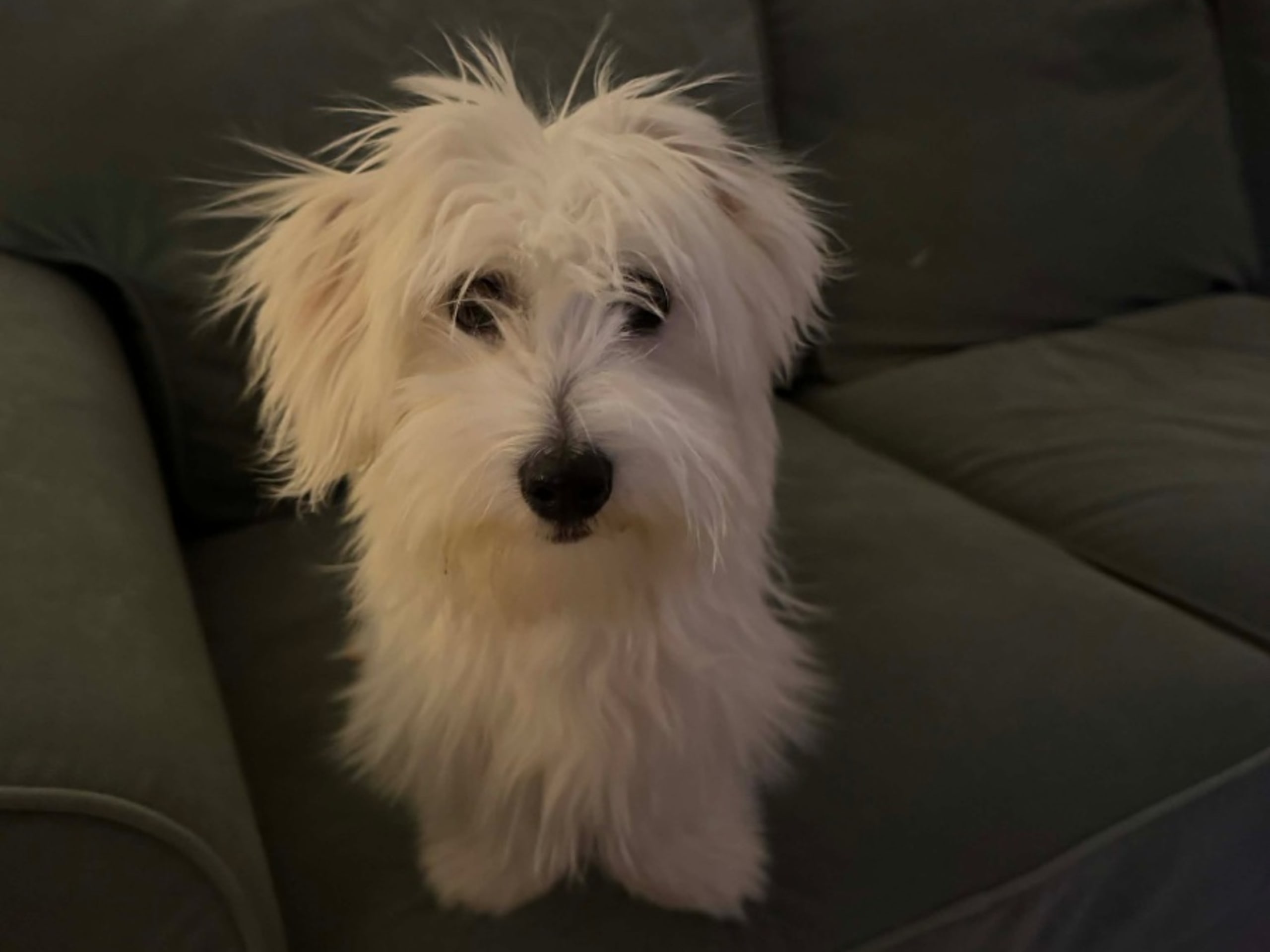 Coton de Tulear · Malmö · Belma Eminovic