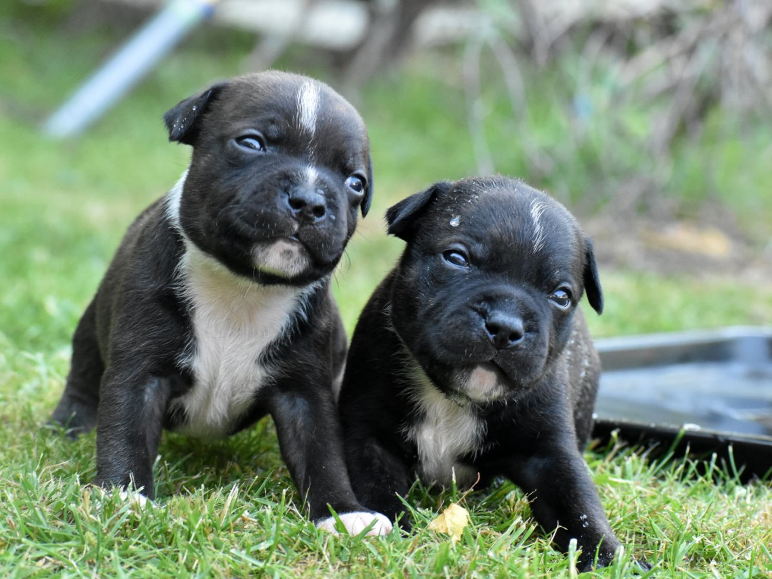 Staffordshire bullterrier