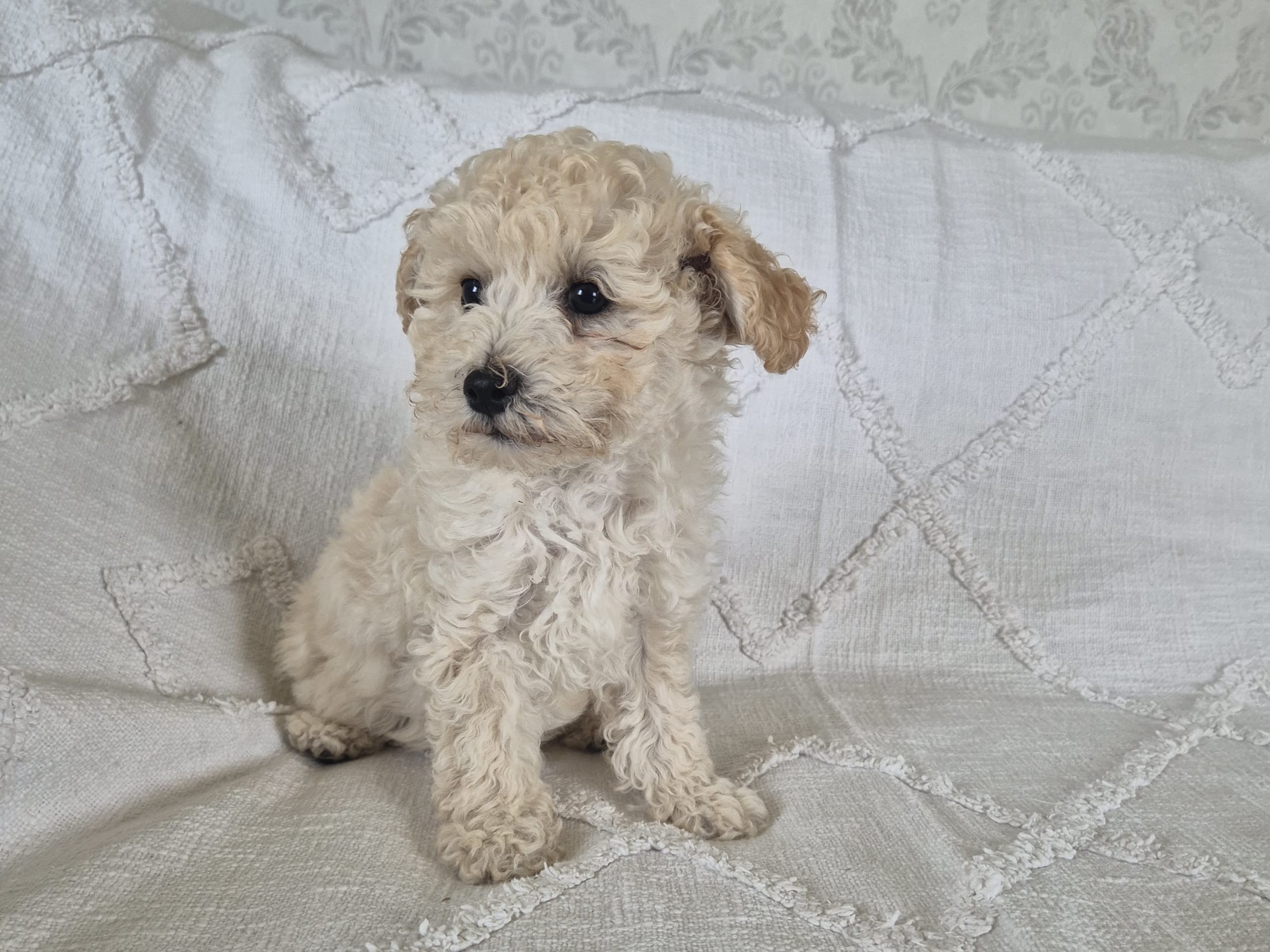 Maltipoo