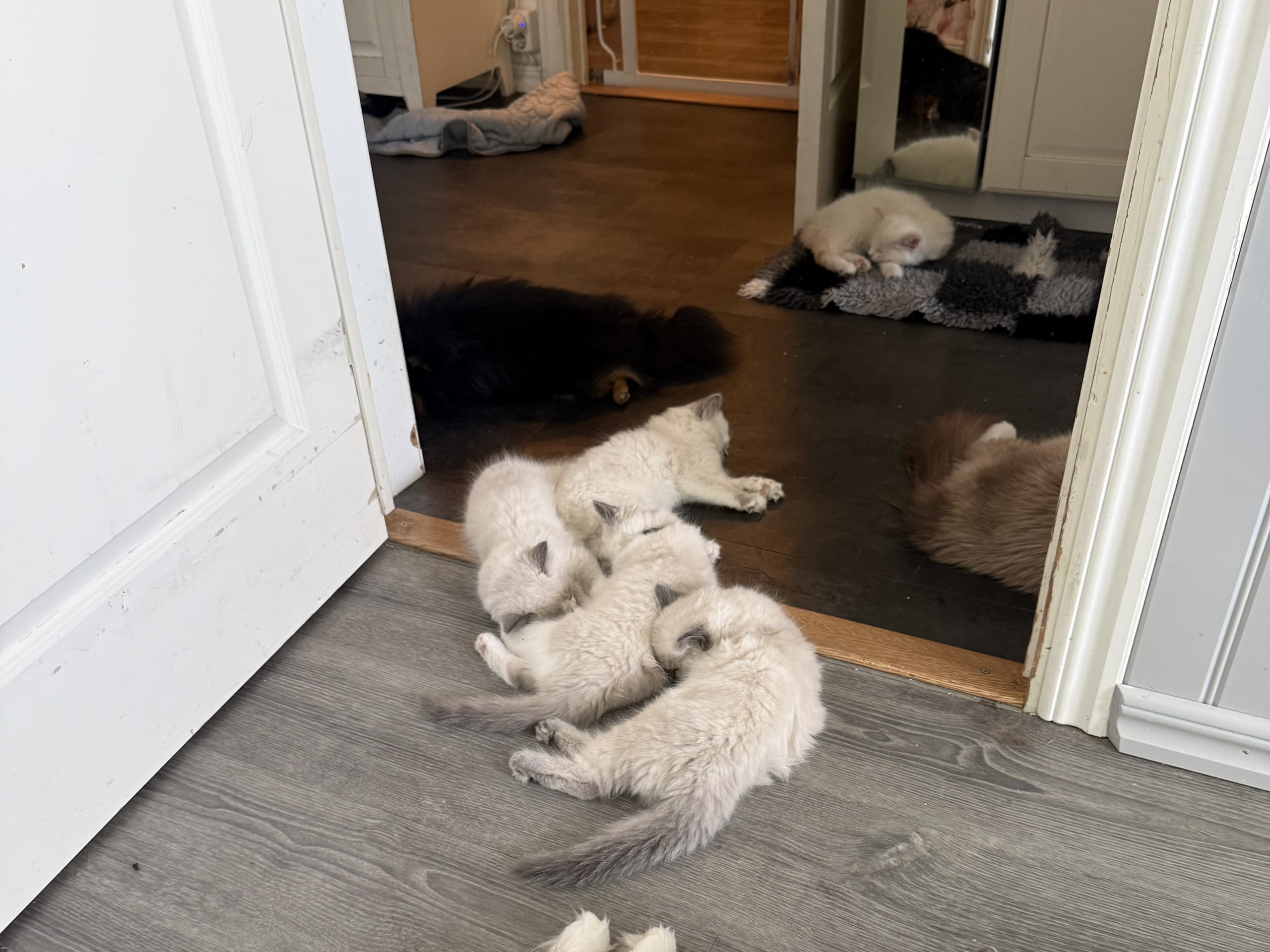 Ragdoll · Vallentuna · Anderwels
