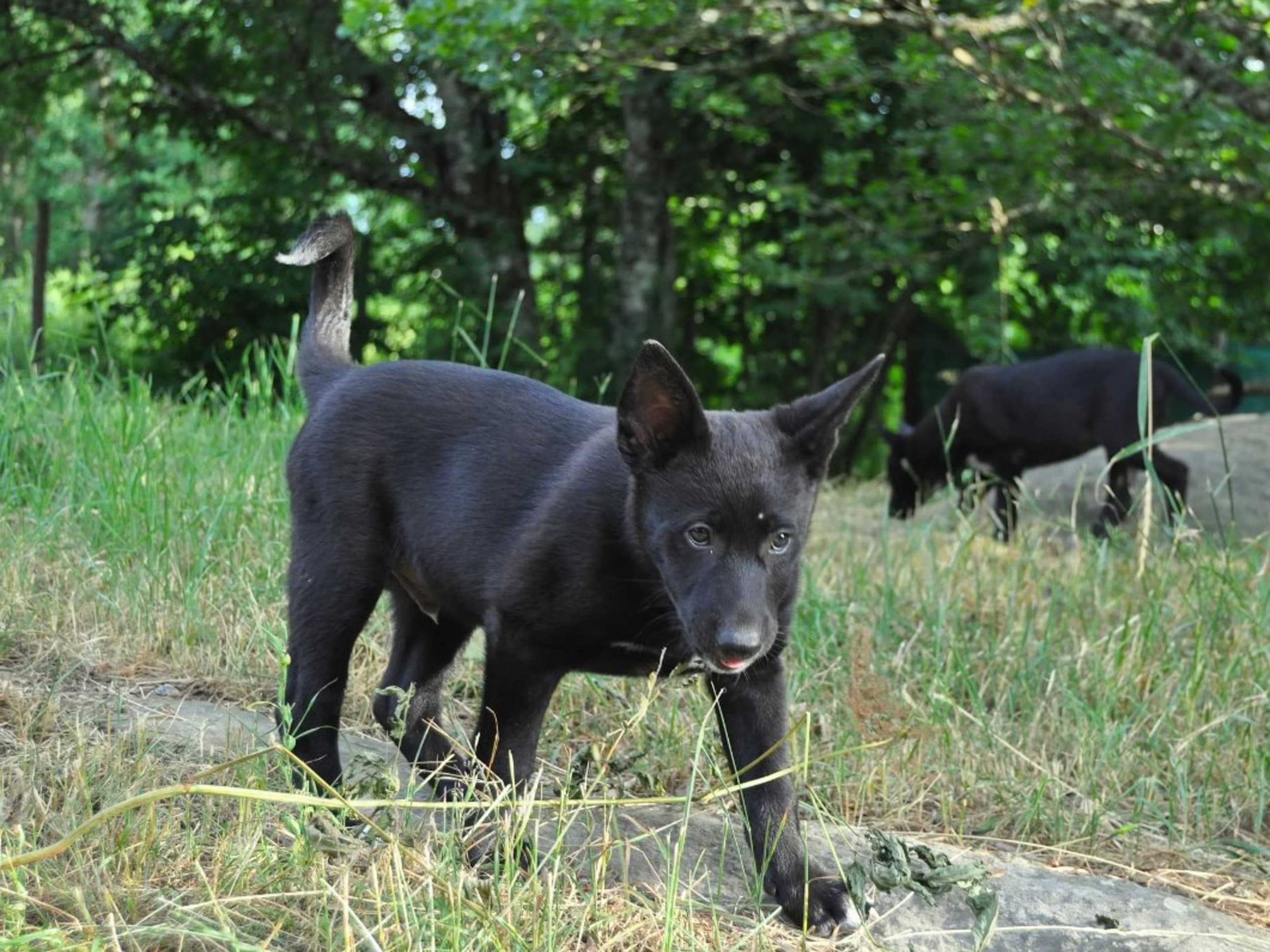 Kanaanhund · Alvesta · Chanco´s