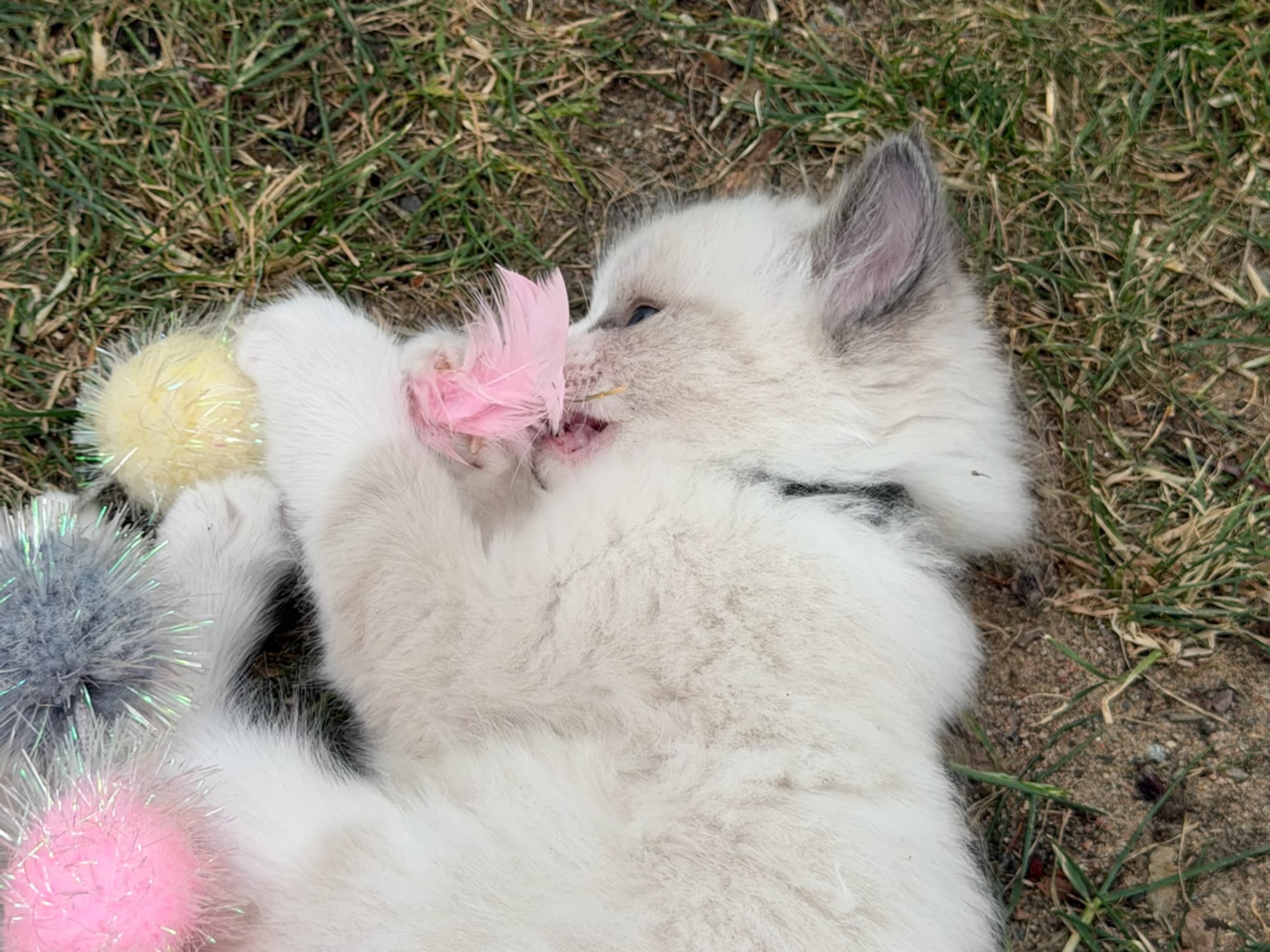 Ragdoll · Vallentuna · Anderwels