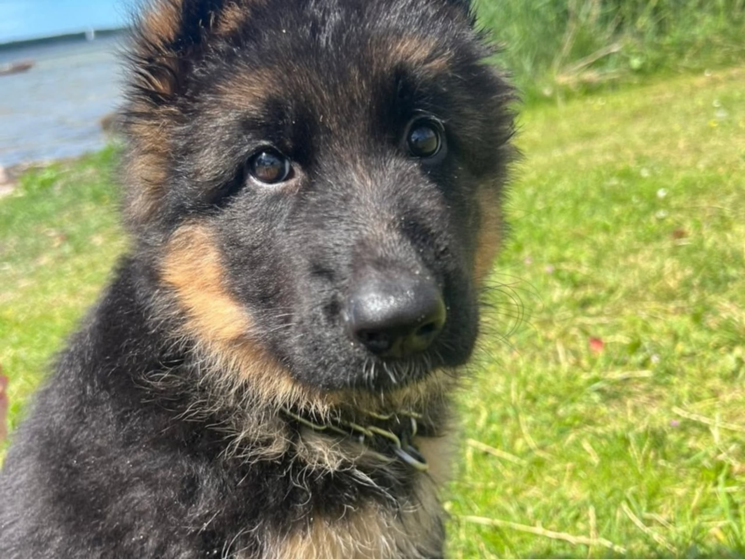 Schæferhund