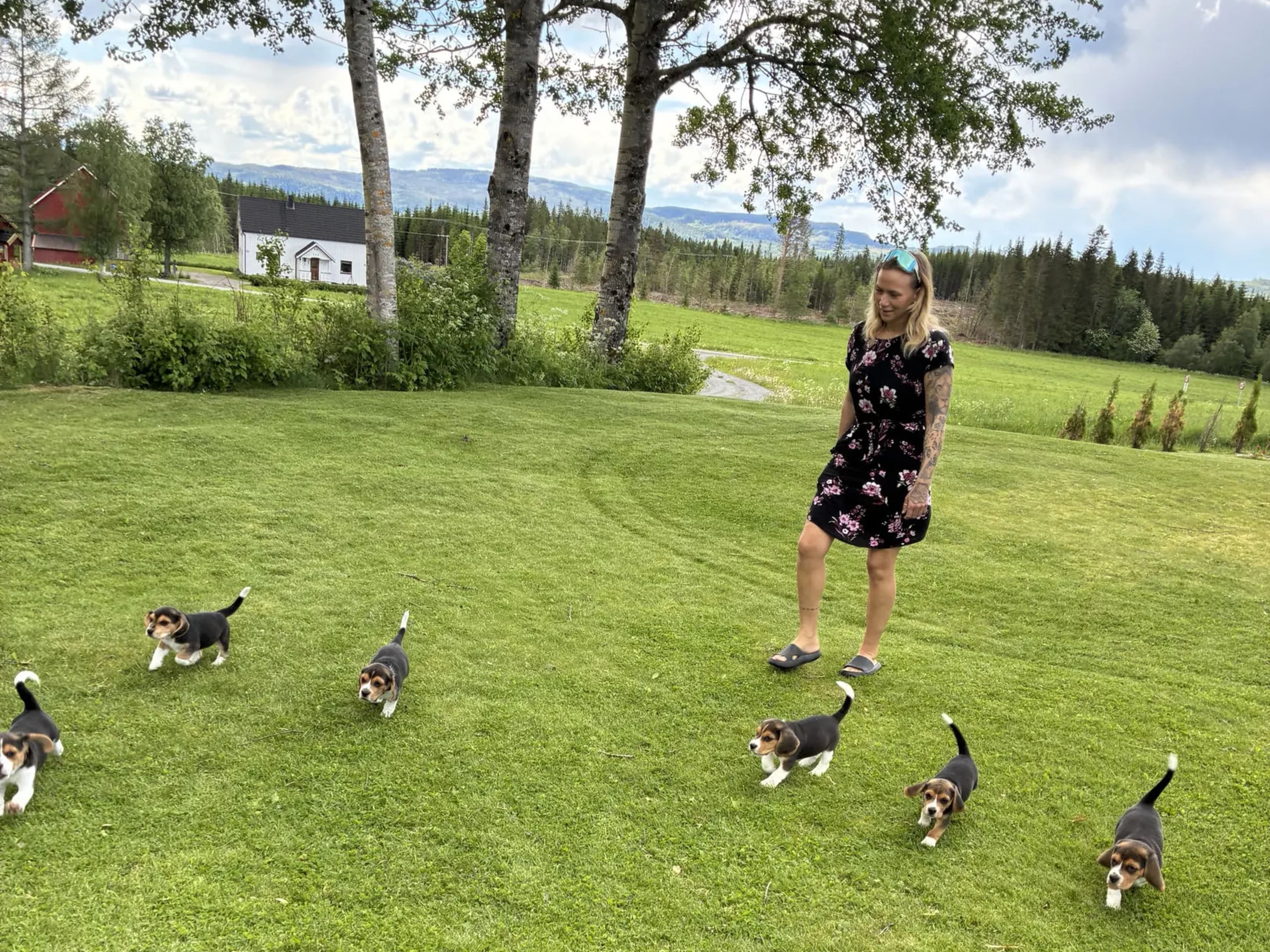 Beagle · Verdal · Ida Mari Storhaug