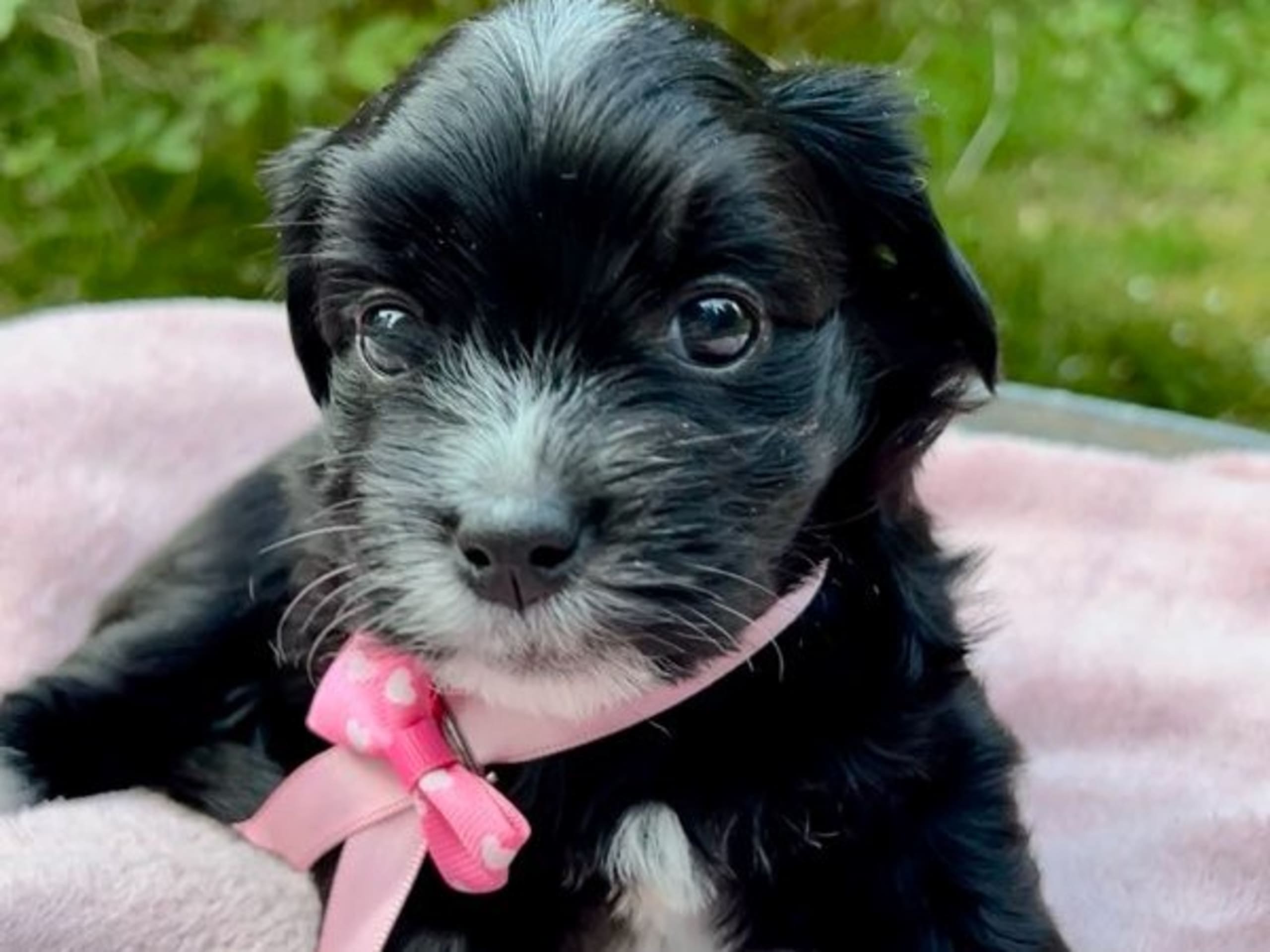 Bichon havanais · Veberöd · Hedbergs Härliga