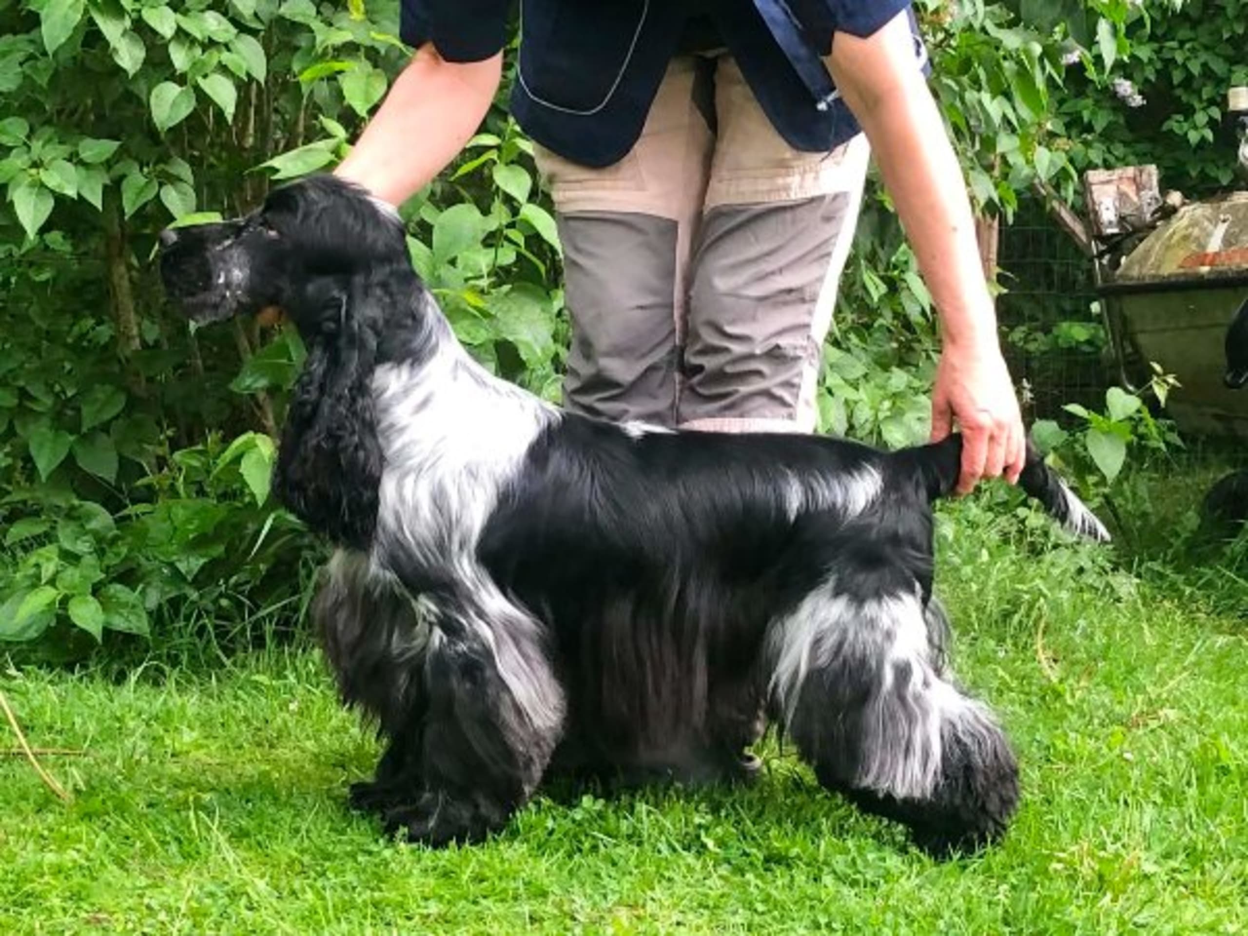 Cocker spaniel · Alunda · Tripolis