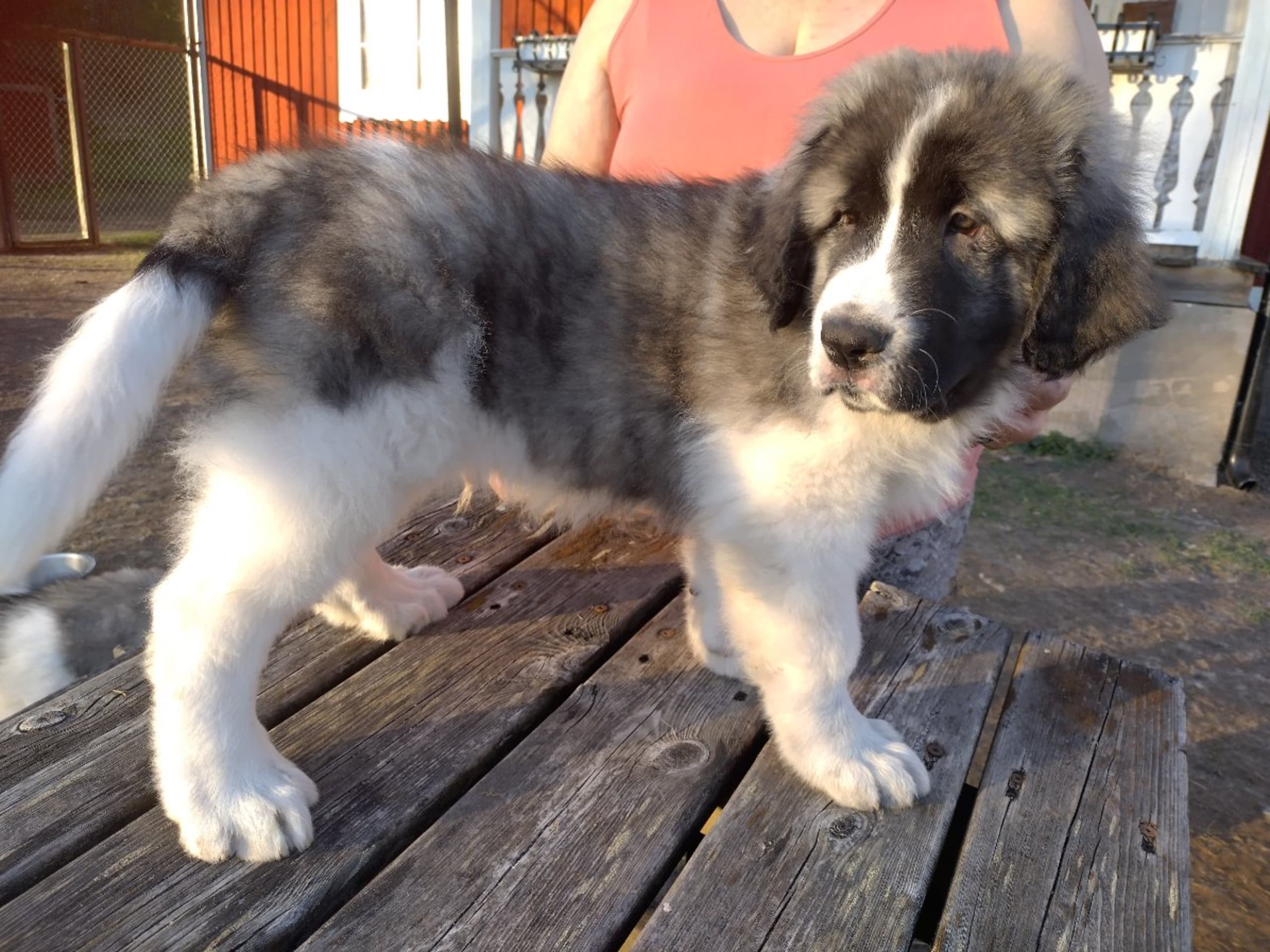Pyrenean Mastiff · Grängesberg · Dulanilo's