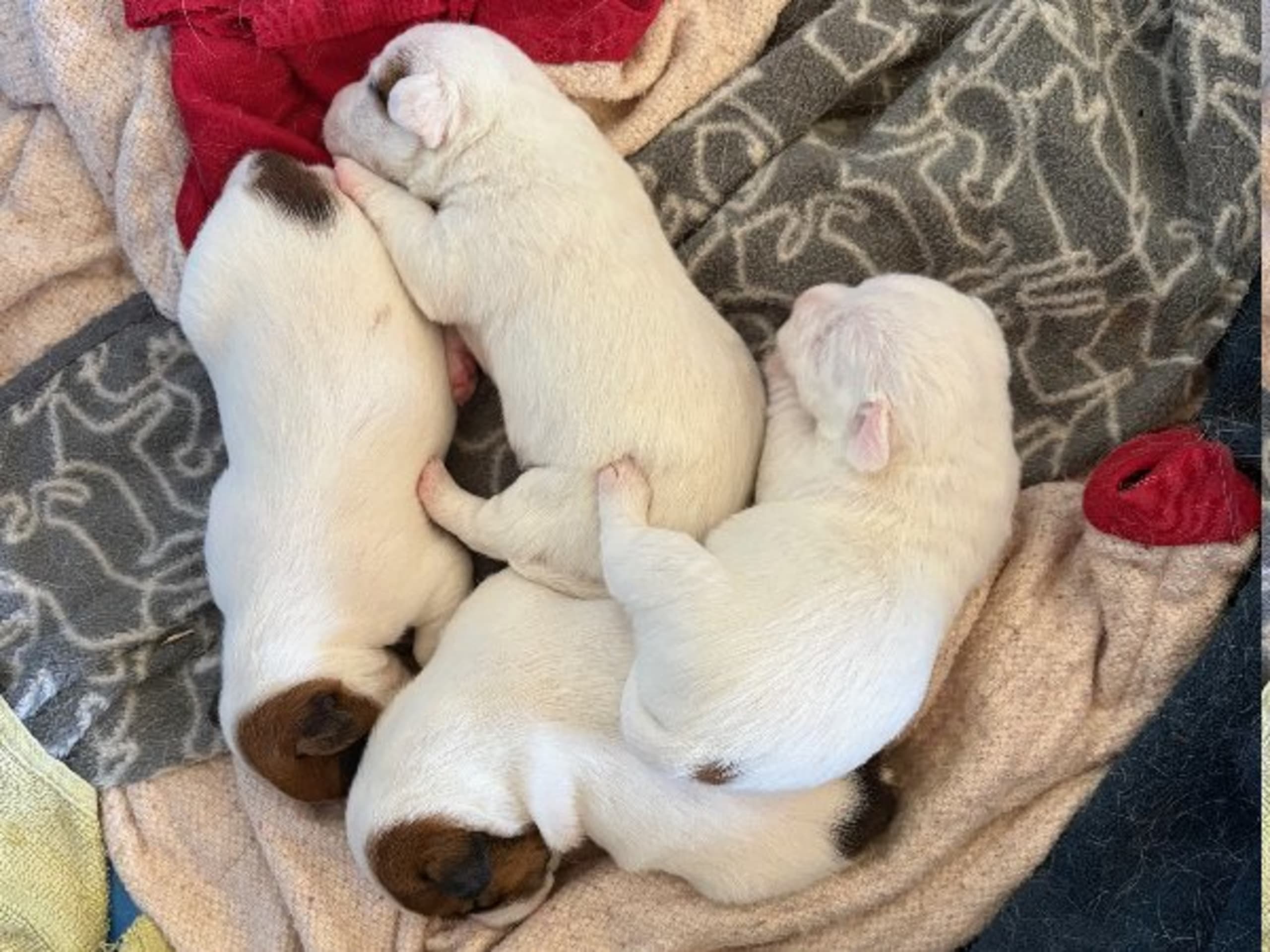 Jack russell terrier