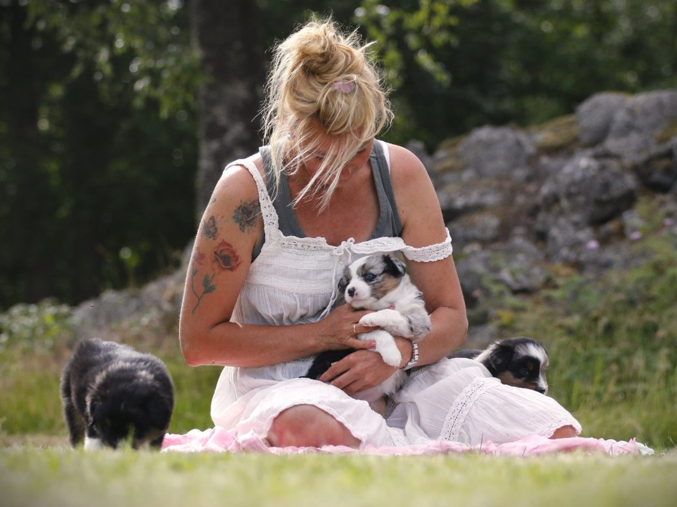 Miniature american shepherd · Hjo · Amazing Sun Fairy