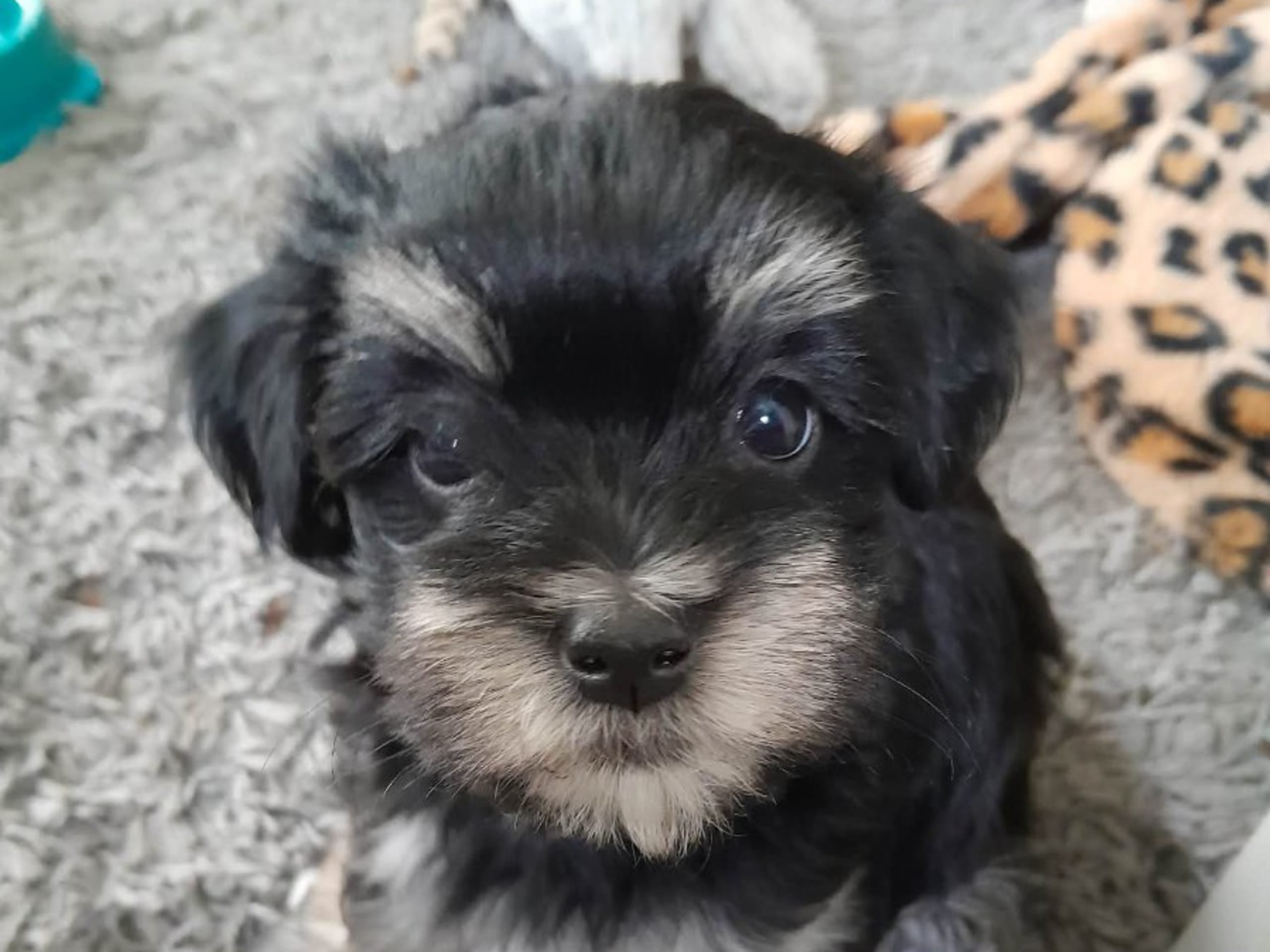 Bichon havanais · Veberöd · Hedbergs Härliga