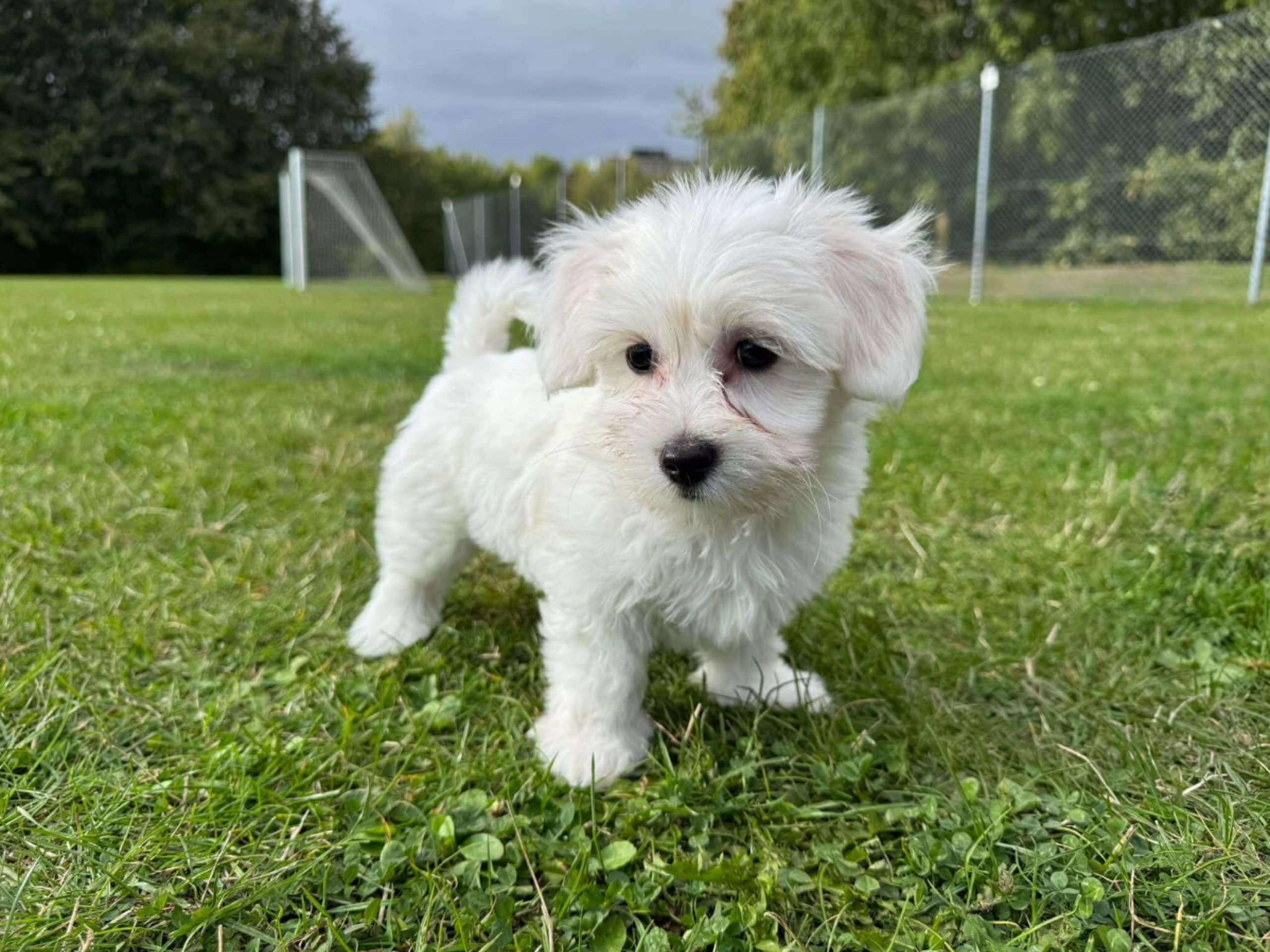 Coton de Tulear · Malmö · Belma Eminovic