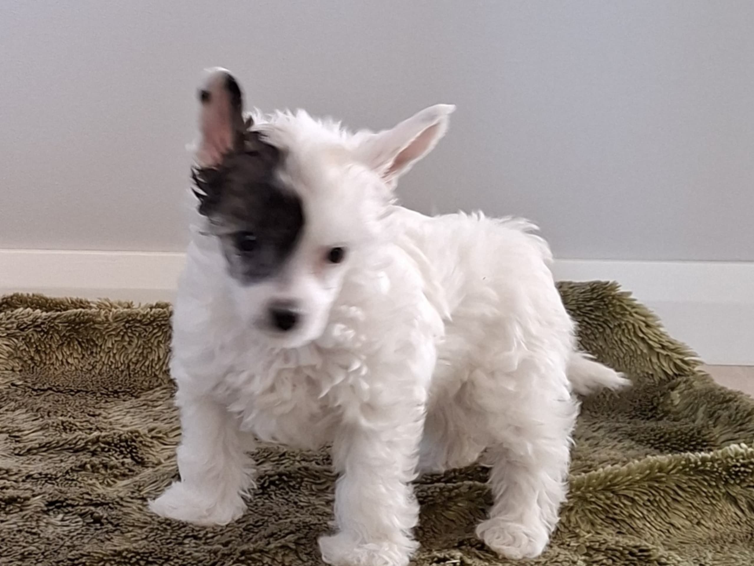 Chinese crested dog · Torslanda · Krysolit