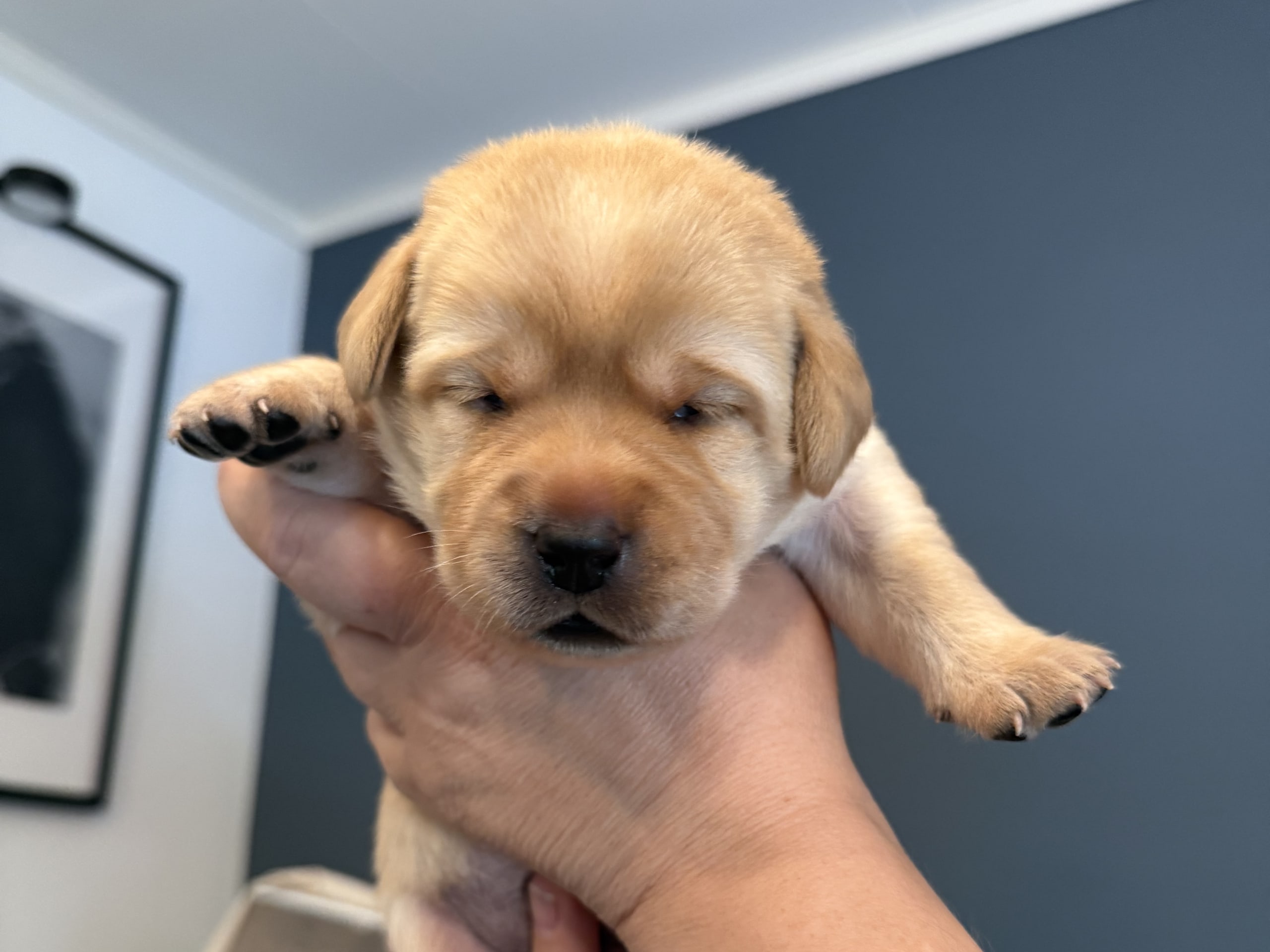 Labrador Retriever · Svärtinge · Blankgölens kennel
