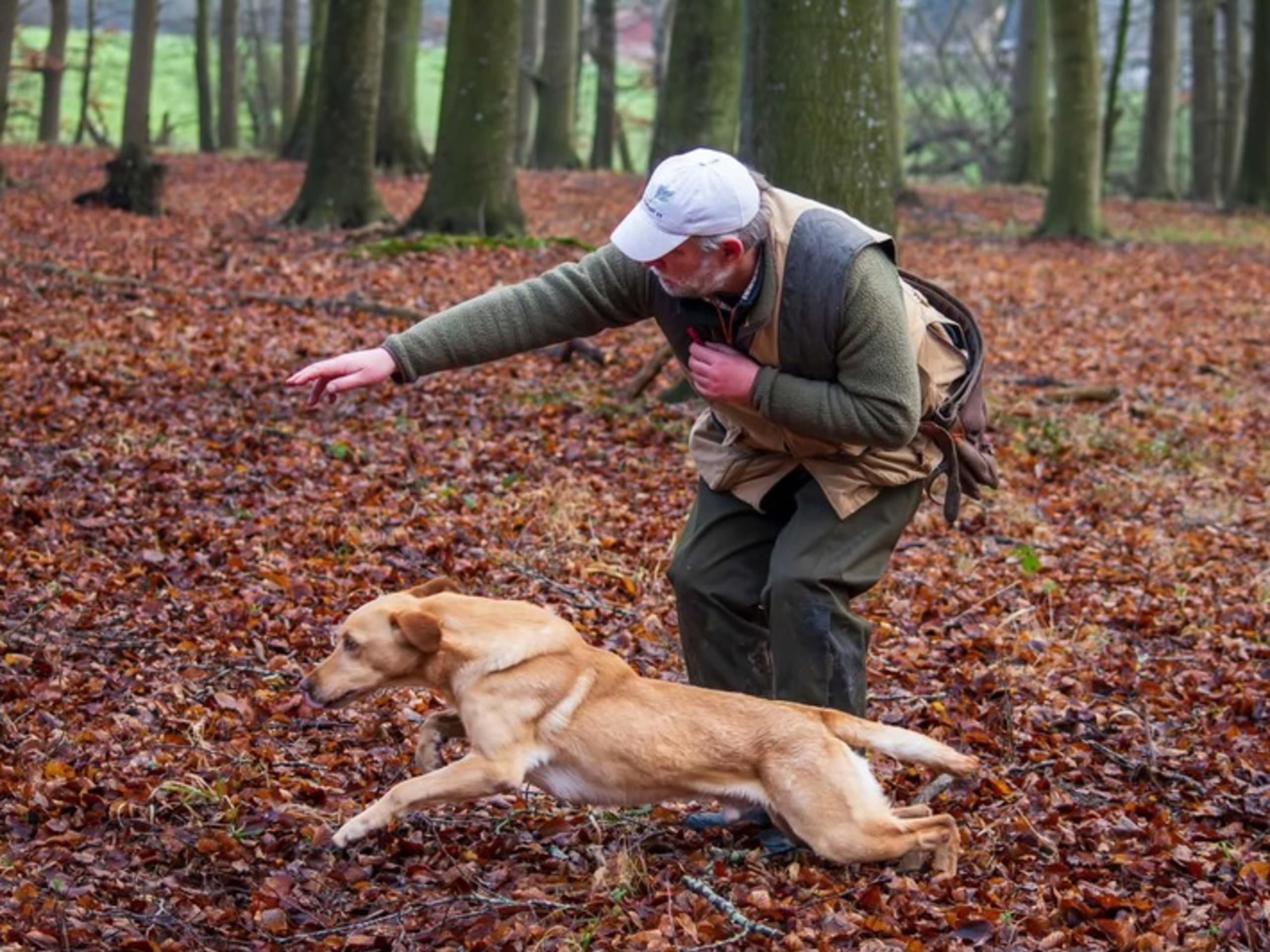 Labrador retriever · Christiansfeld · Lindholm Gundogs