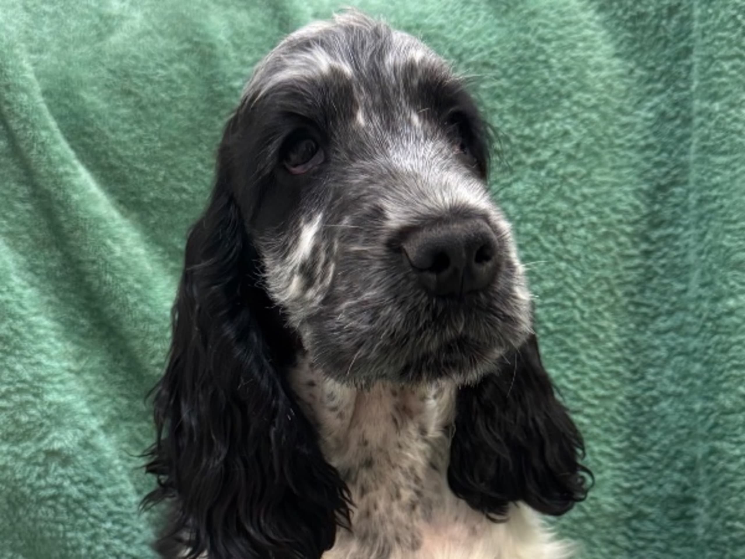 Cocker spaniel · Henån · Allert's