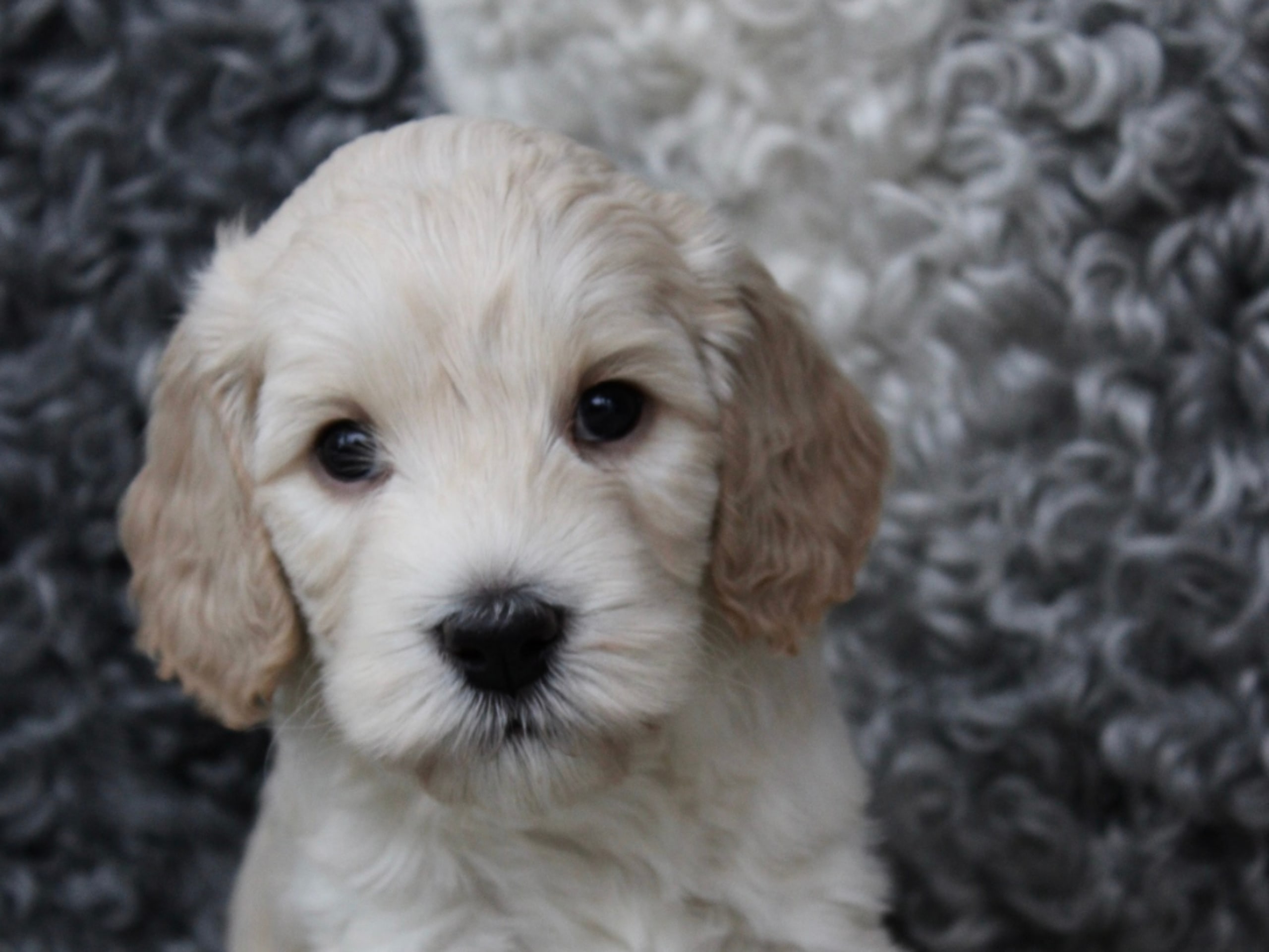 Backamos Labradoodle