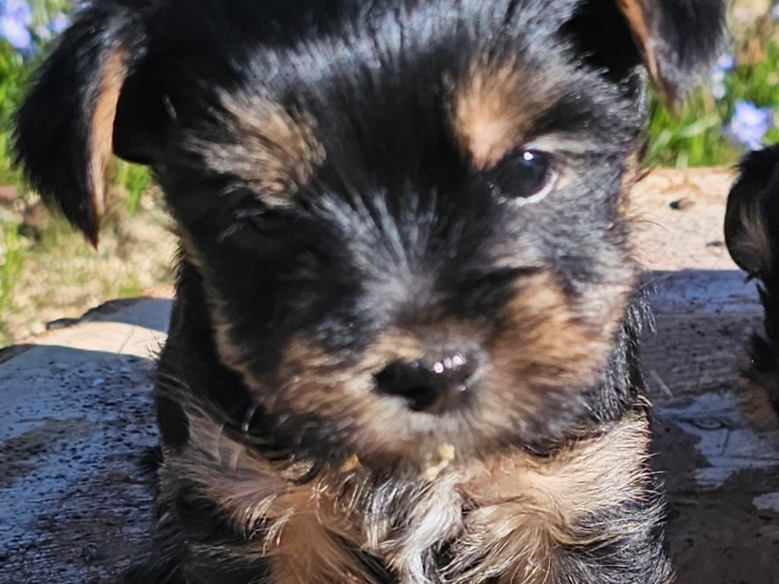 Yorkshire terrier