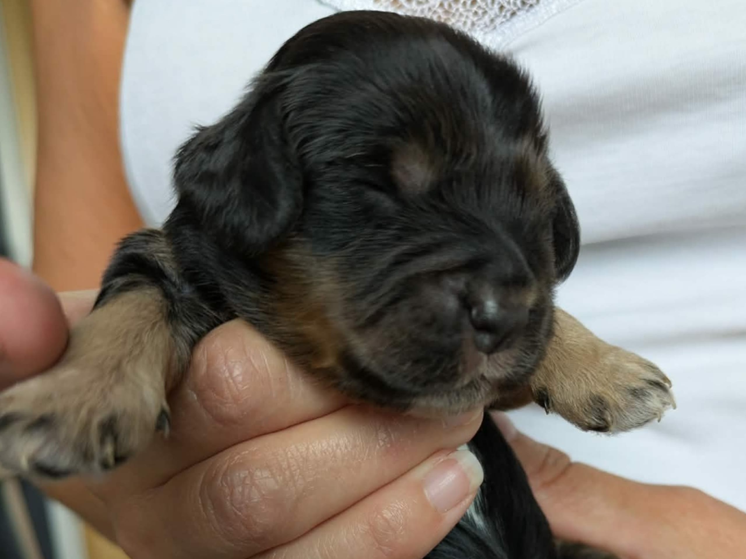 Cockerpoo · Sollentuna · Mikaela C.
