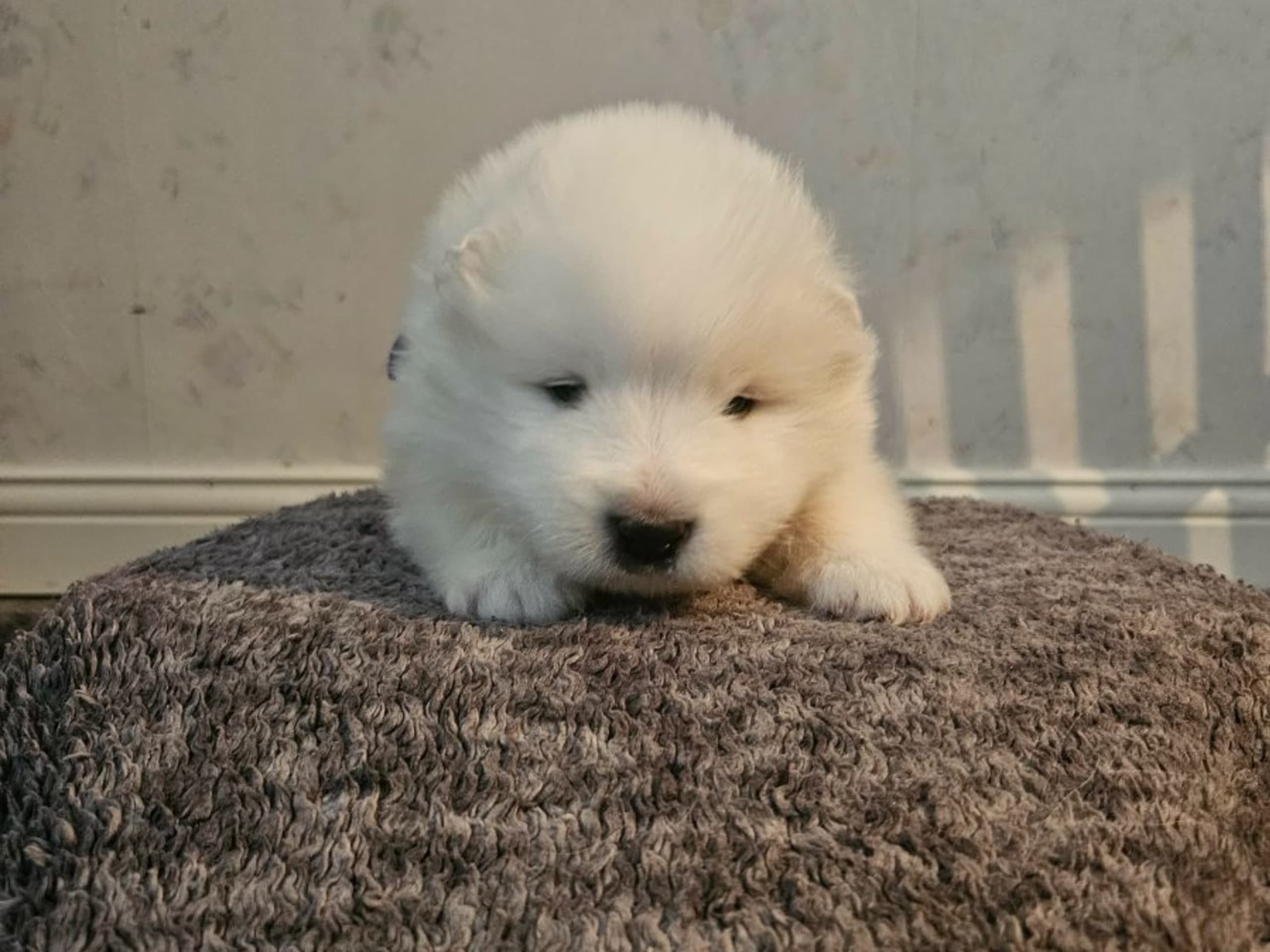 Samojedhund · Umeå · Vintertassen