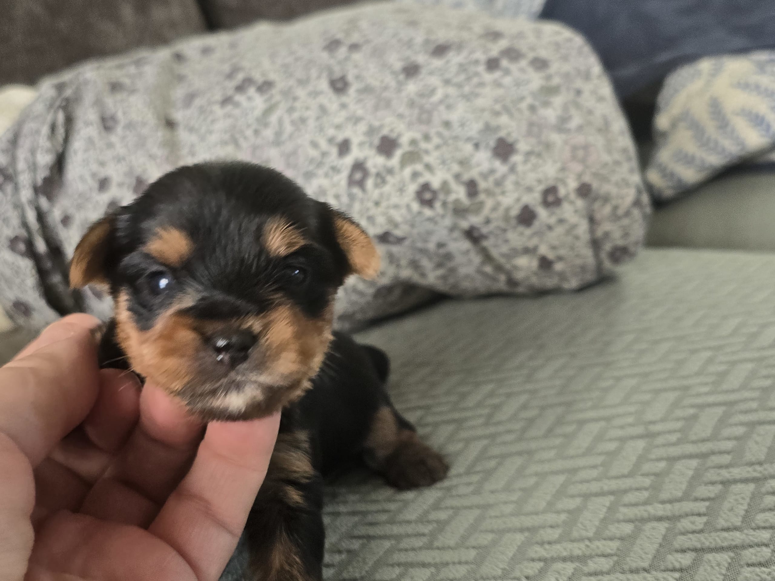 Yorkshireterrier · Kopparberg · Gacrux