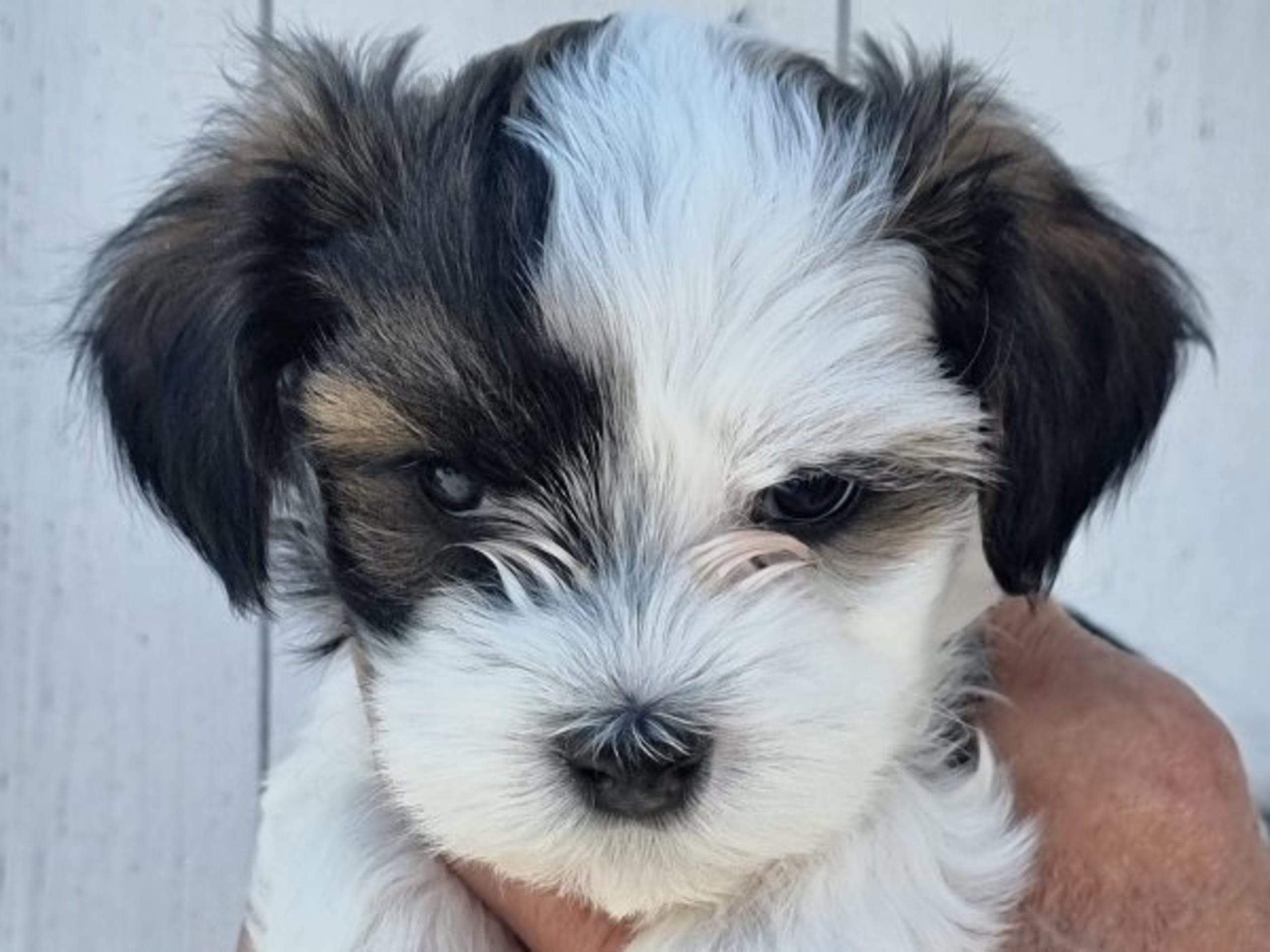 Bichon havanais · Stocka · Kambiones