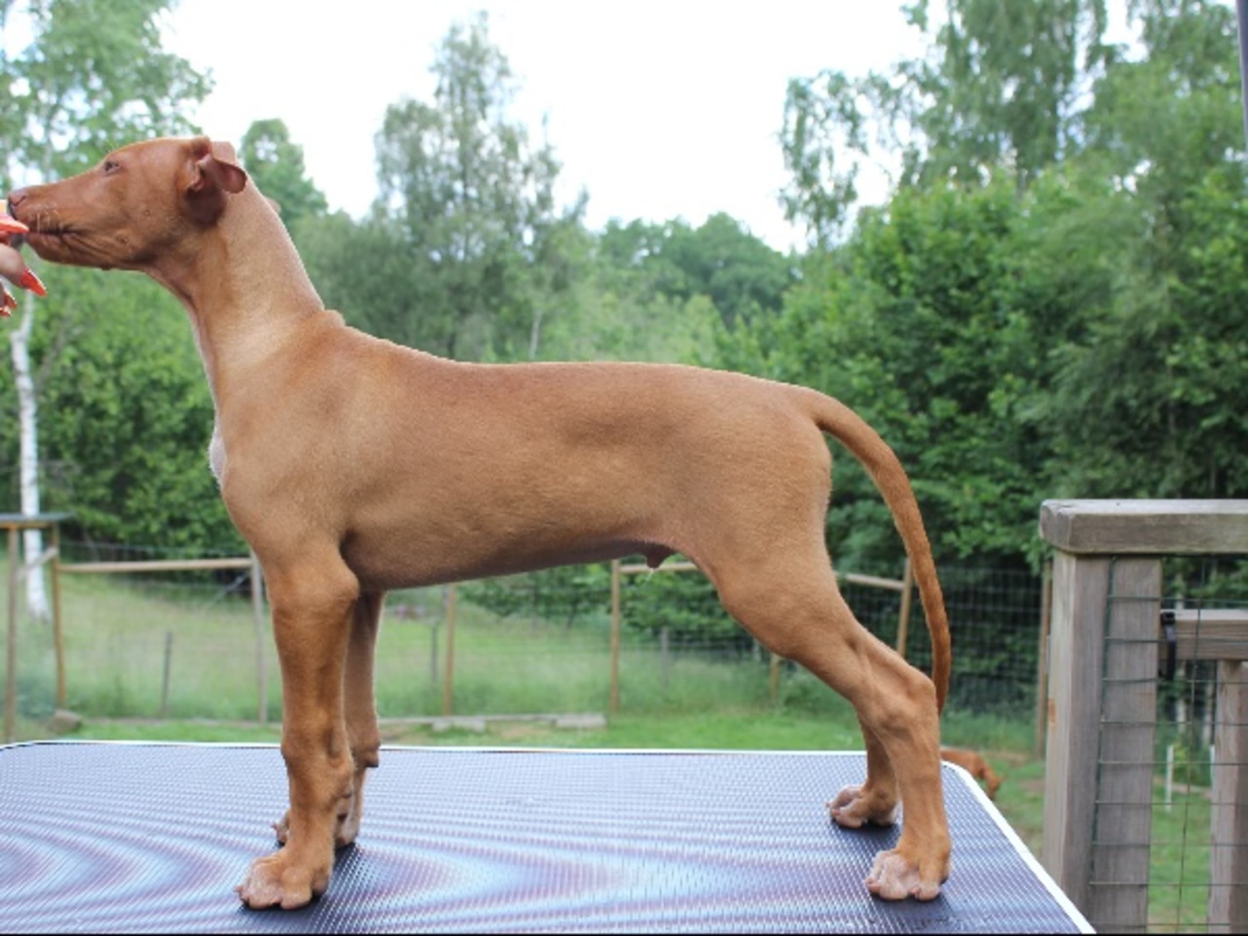 Pharaoh Hound · Hyssna · Kin-Chin