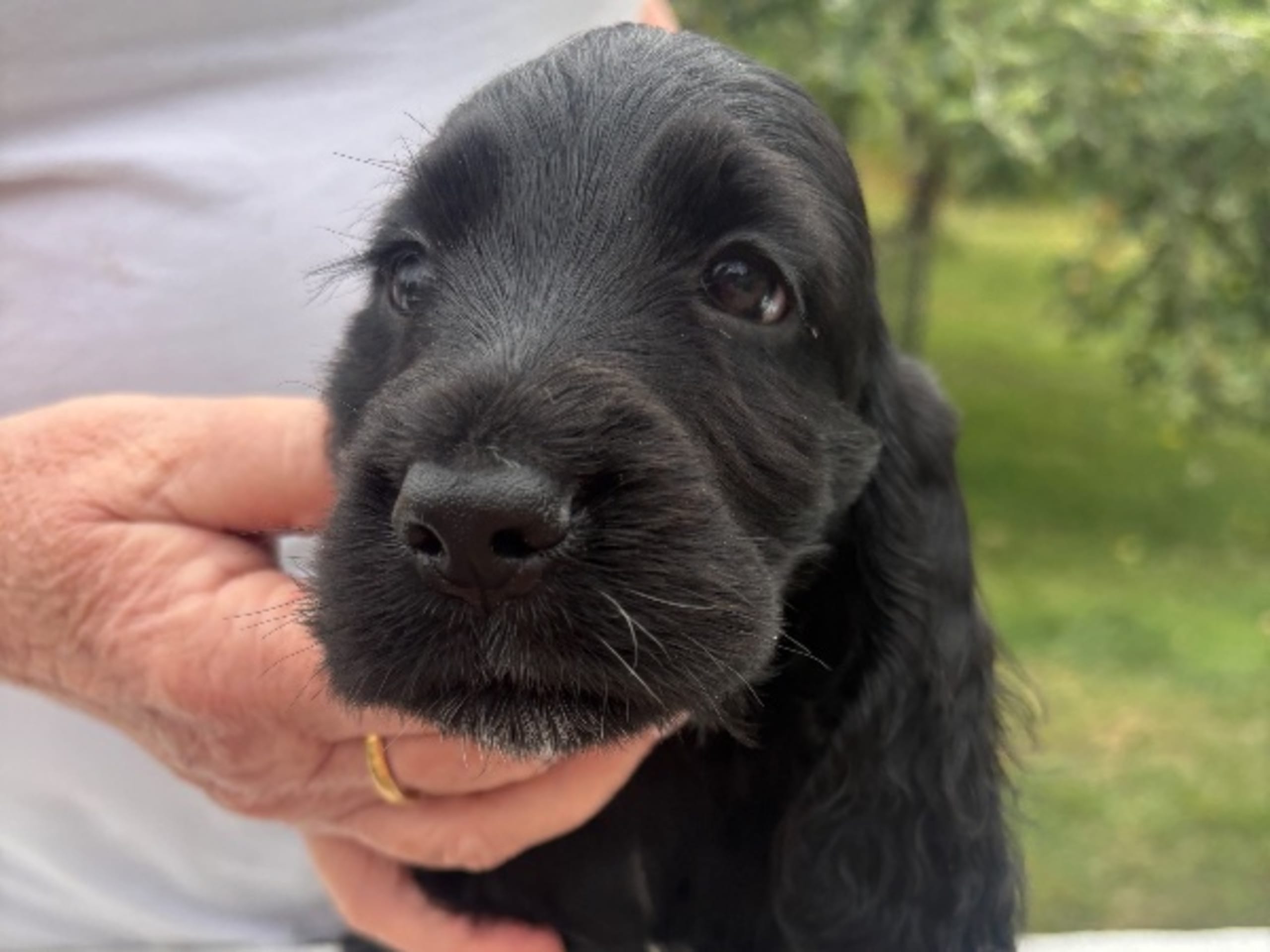 Cocker spaniel · Svartsjö · Accounts