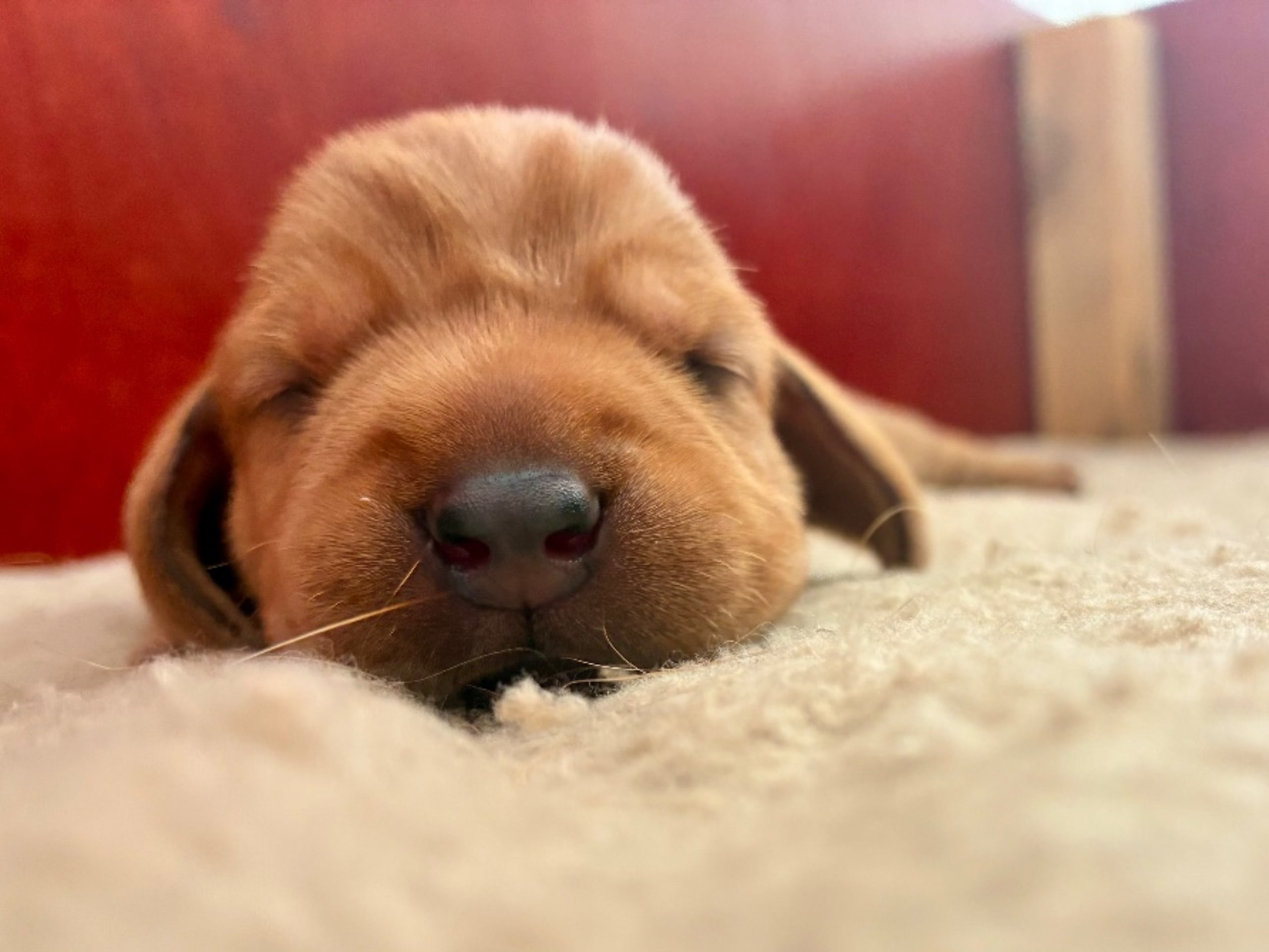 Basset fauve de Bretagne · Tyringe · Edendahls
