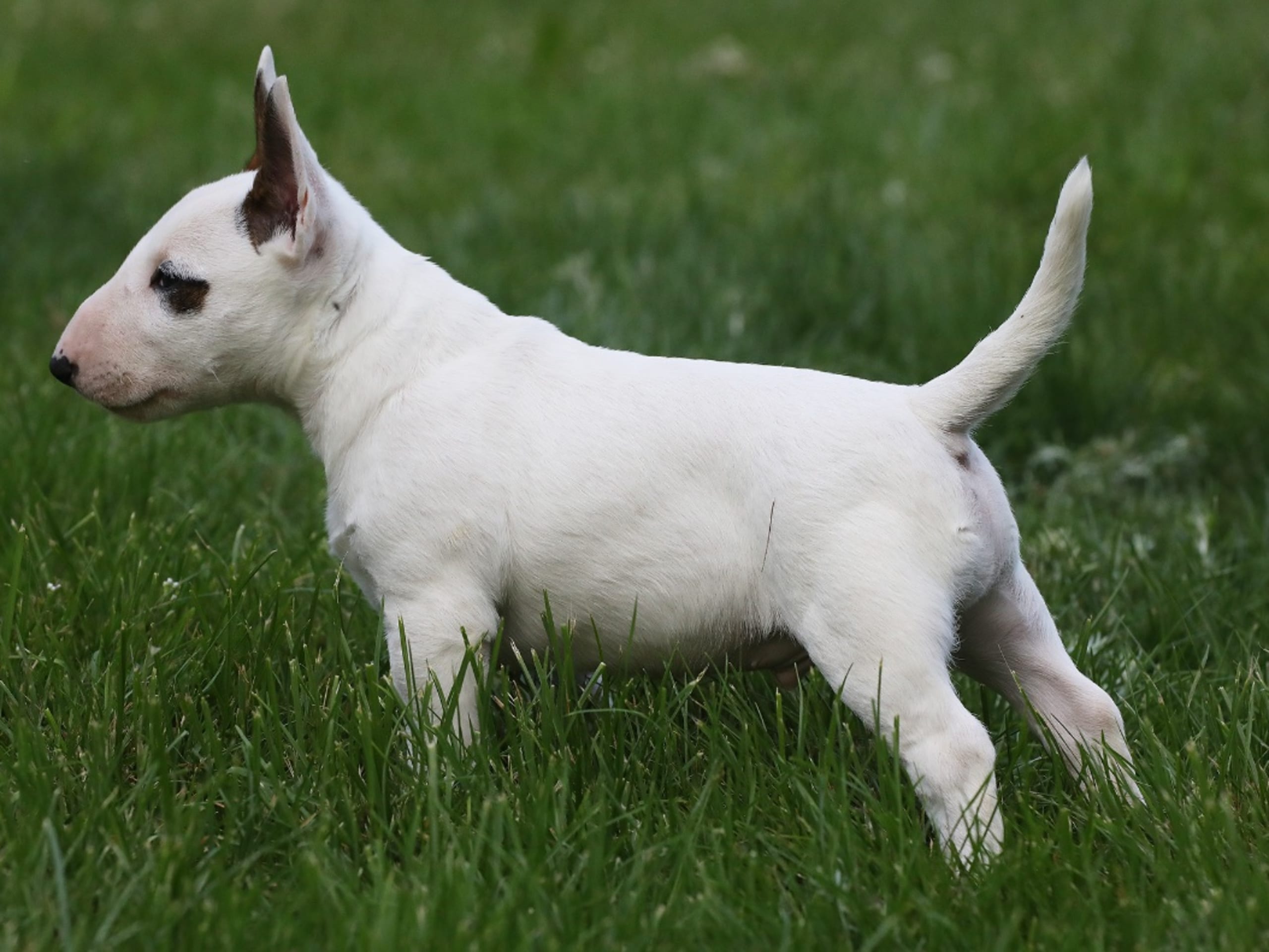 Miniature Bull Terrier · Grästorp · Classic Dream’s