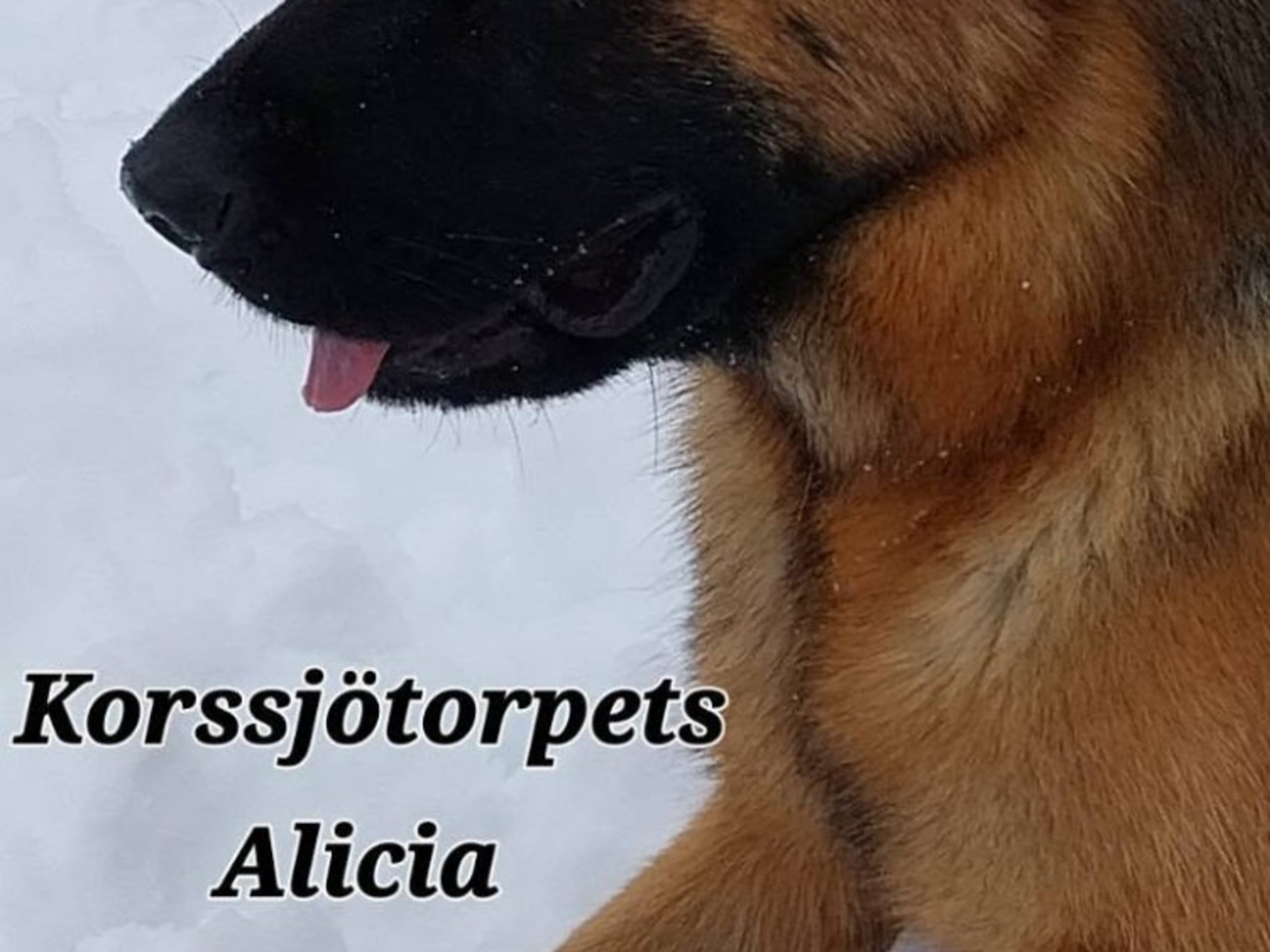 Tysk Schäferhund · Robertsfors · Korssjötorpets