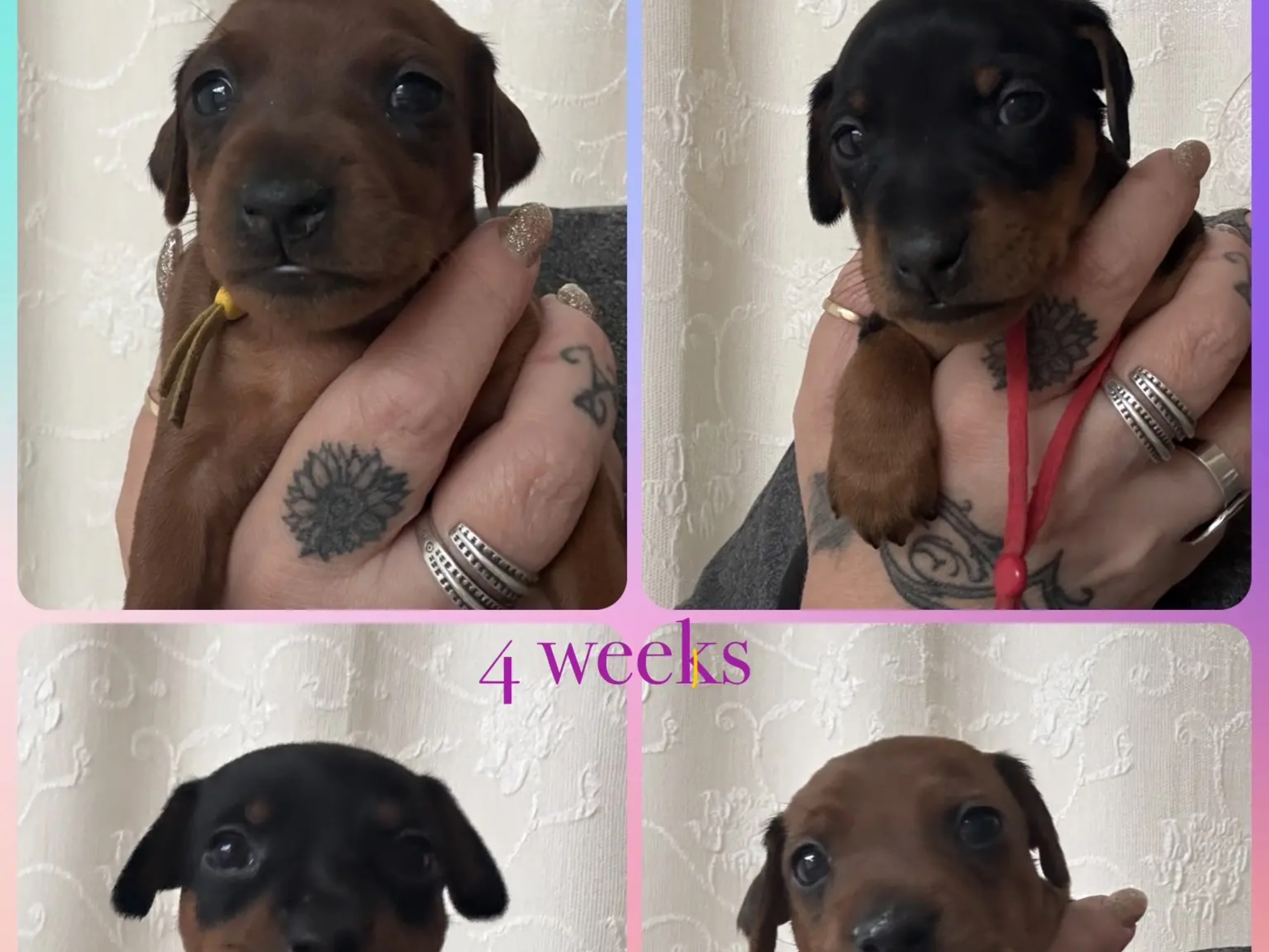 Miniature Pinscher · Gimse · Fiery De Star
