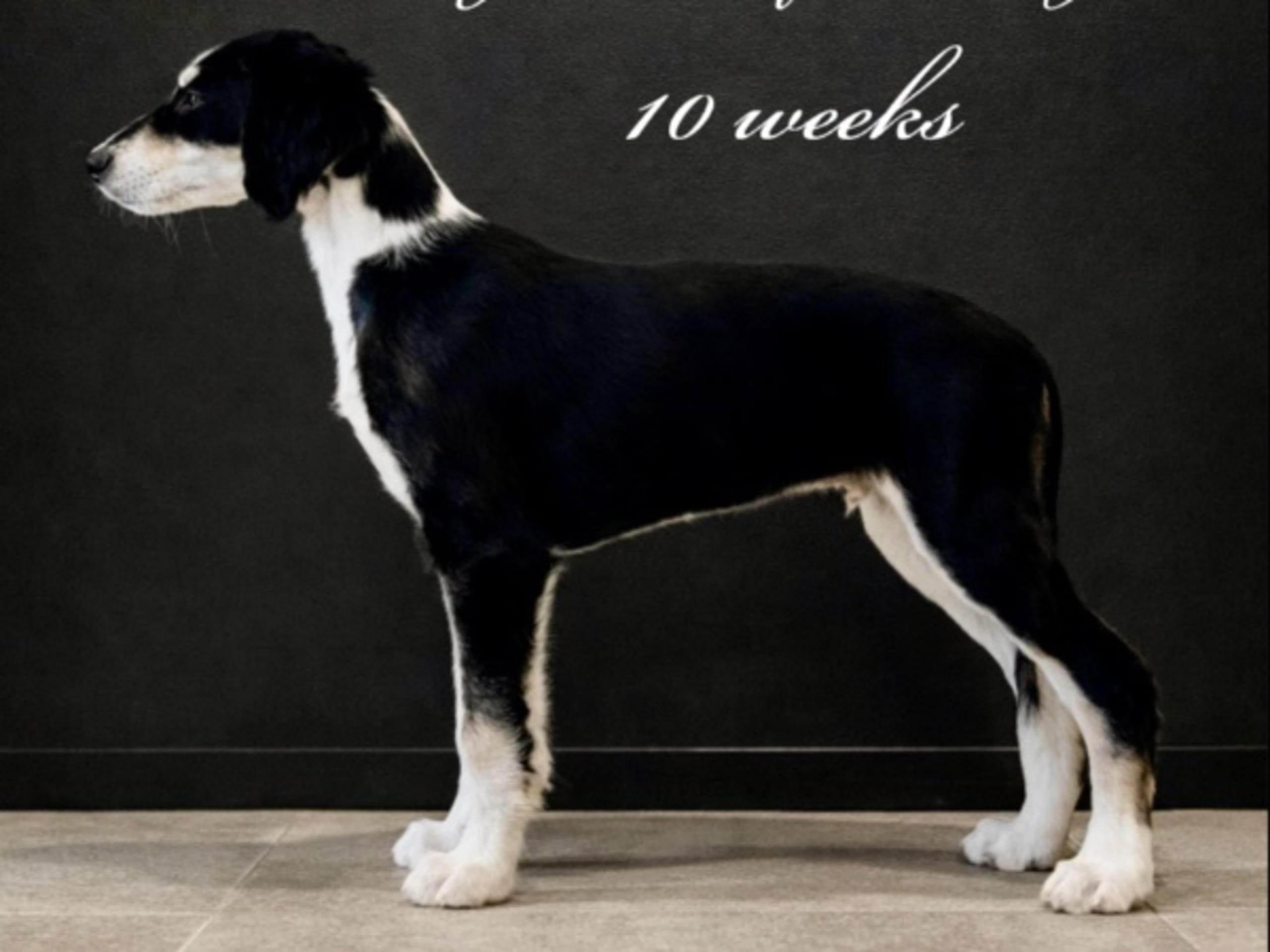 Saluki · älvkarleby · Lags