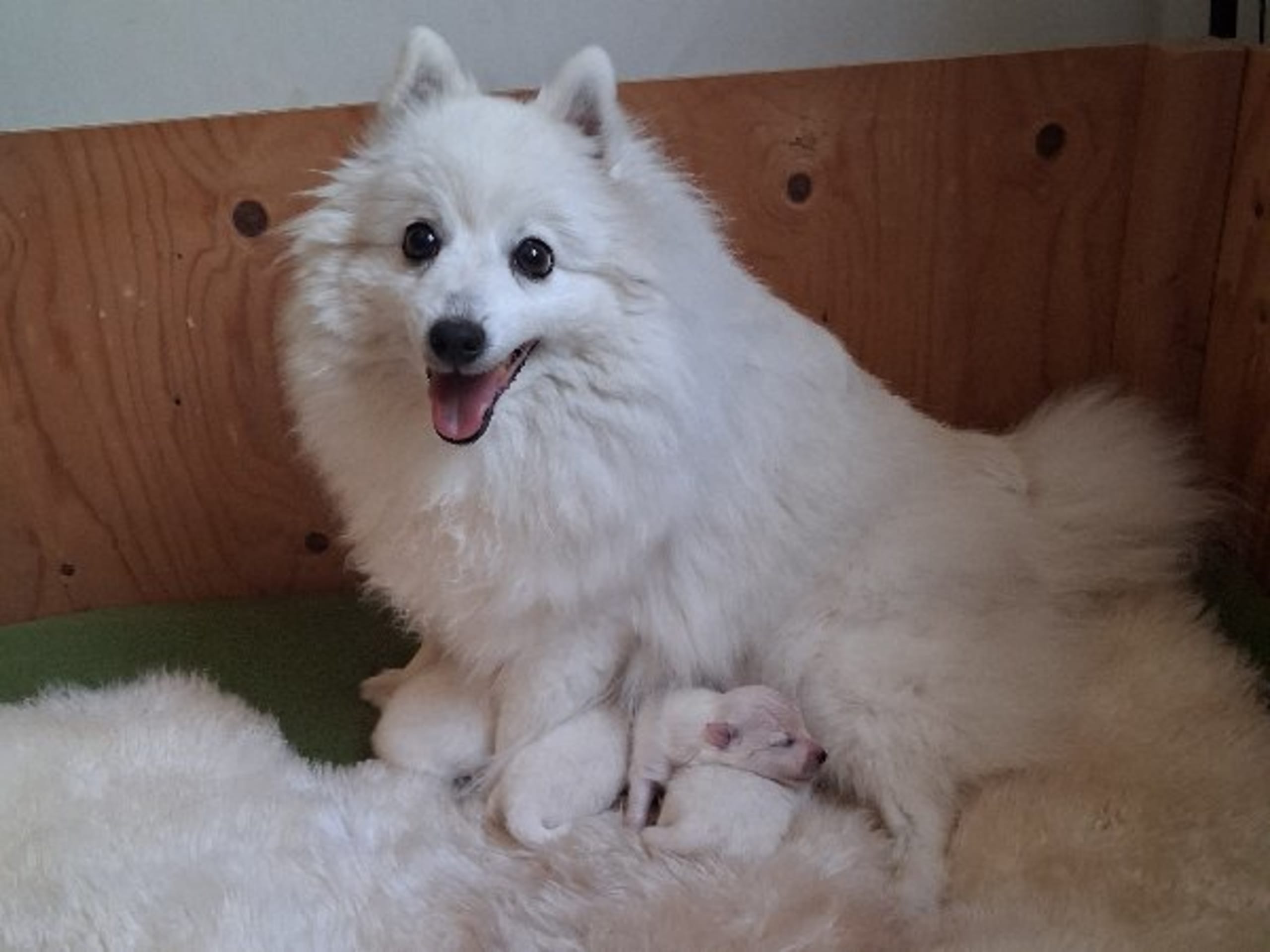 Japanese Spitz · Kristdala · Kennel Alegros