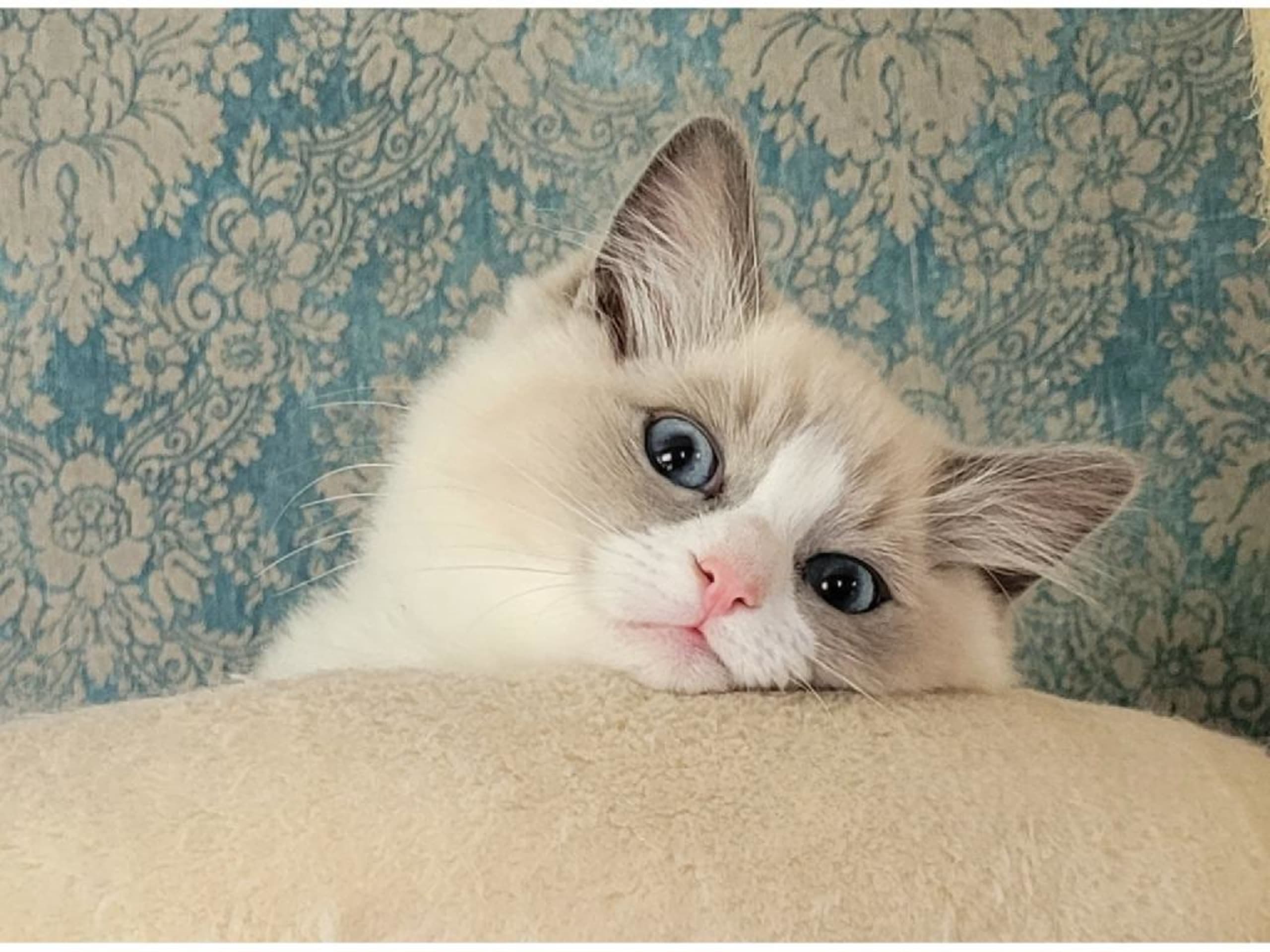 Ragdoll · Fritsla · SE*Maverick's