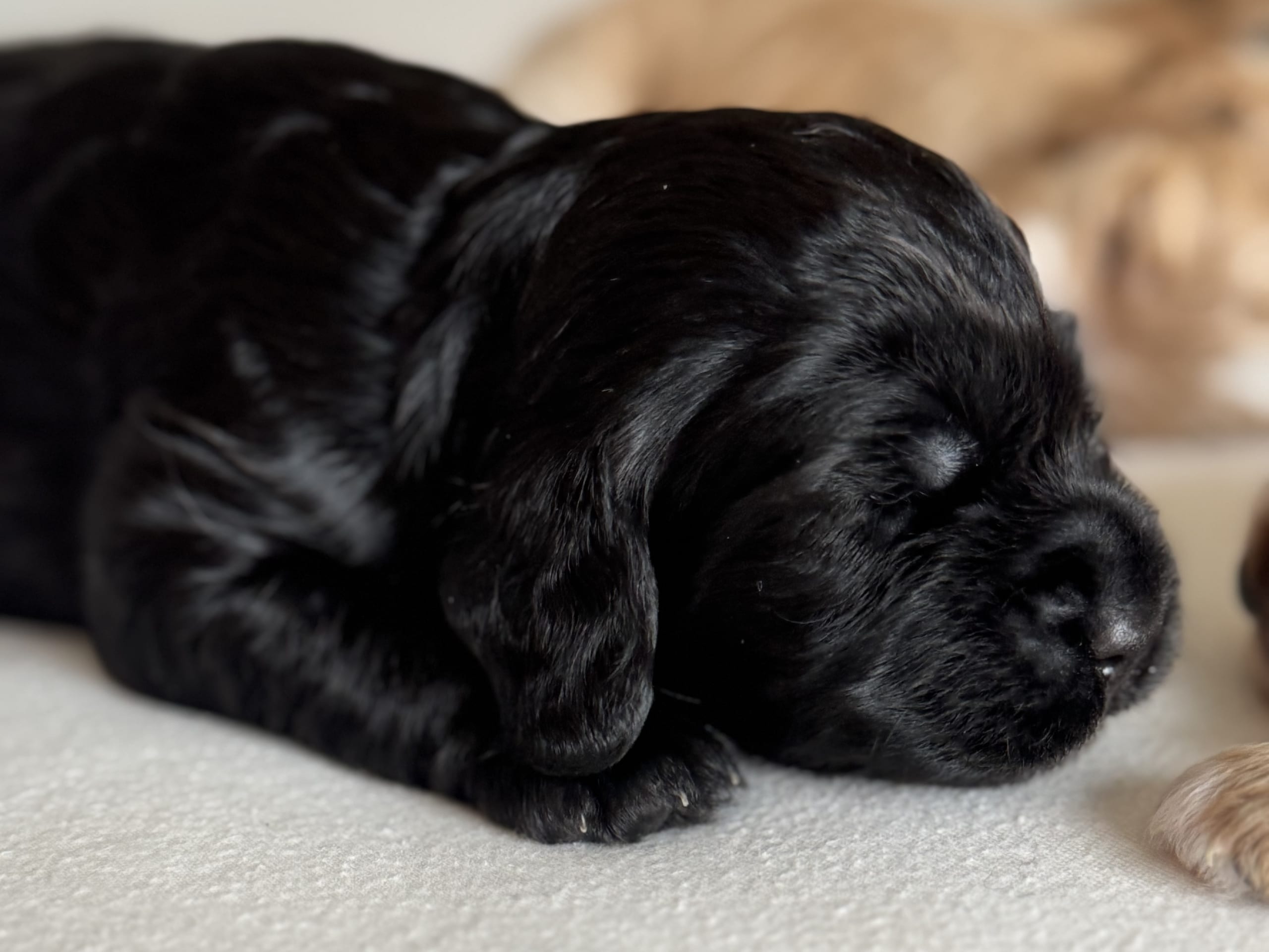 Cockapoo · Fornebu · Kaja F.