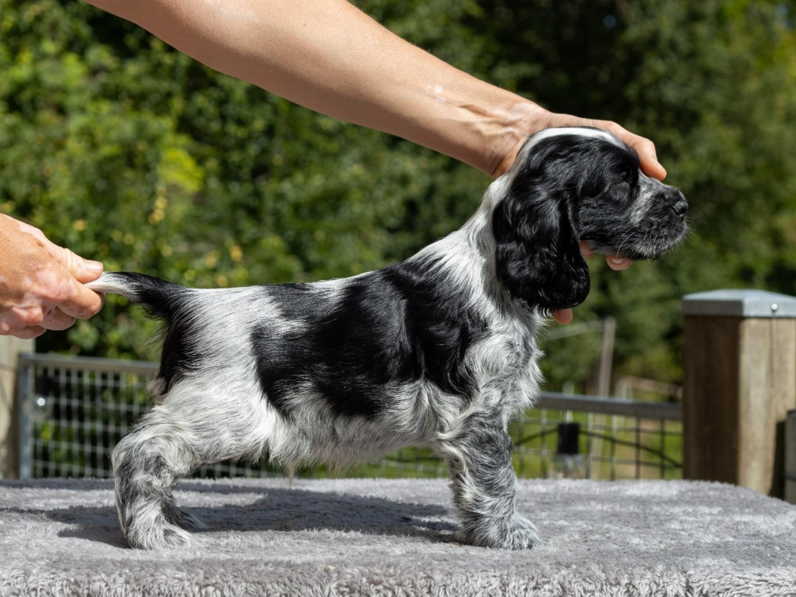 Cocker Spaniel · Trollhättan · Perchwater