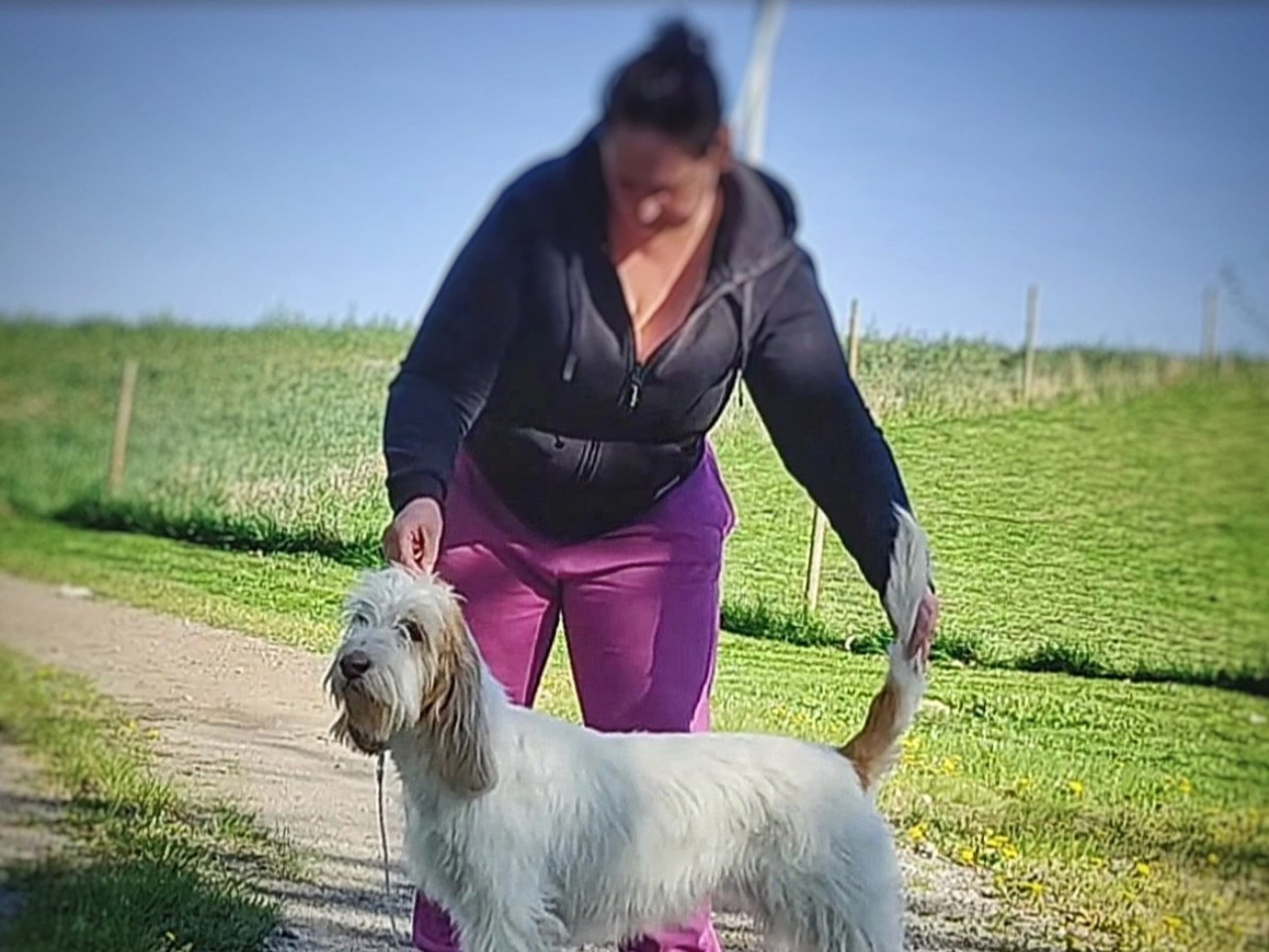 Grand Basset Griffon Vendéen · Vara · Grand Awards