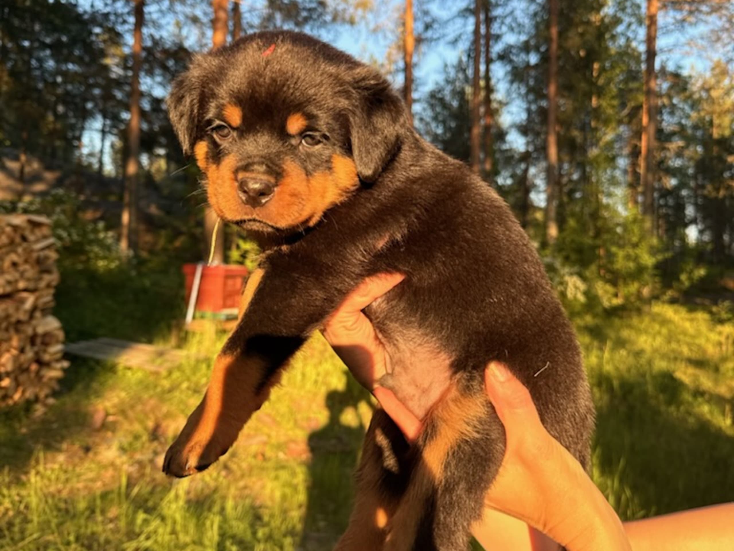 Rottweiler