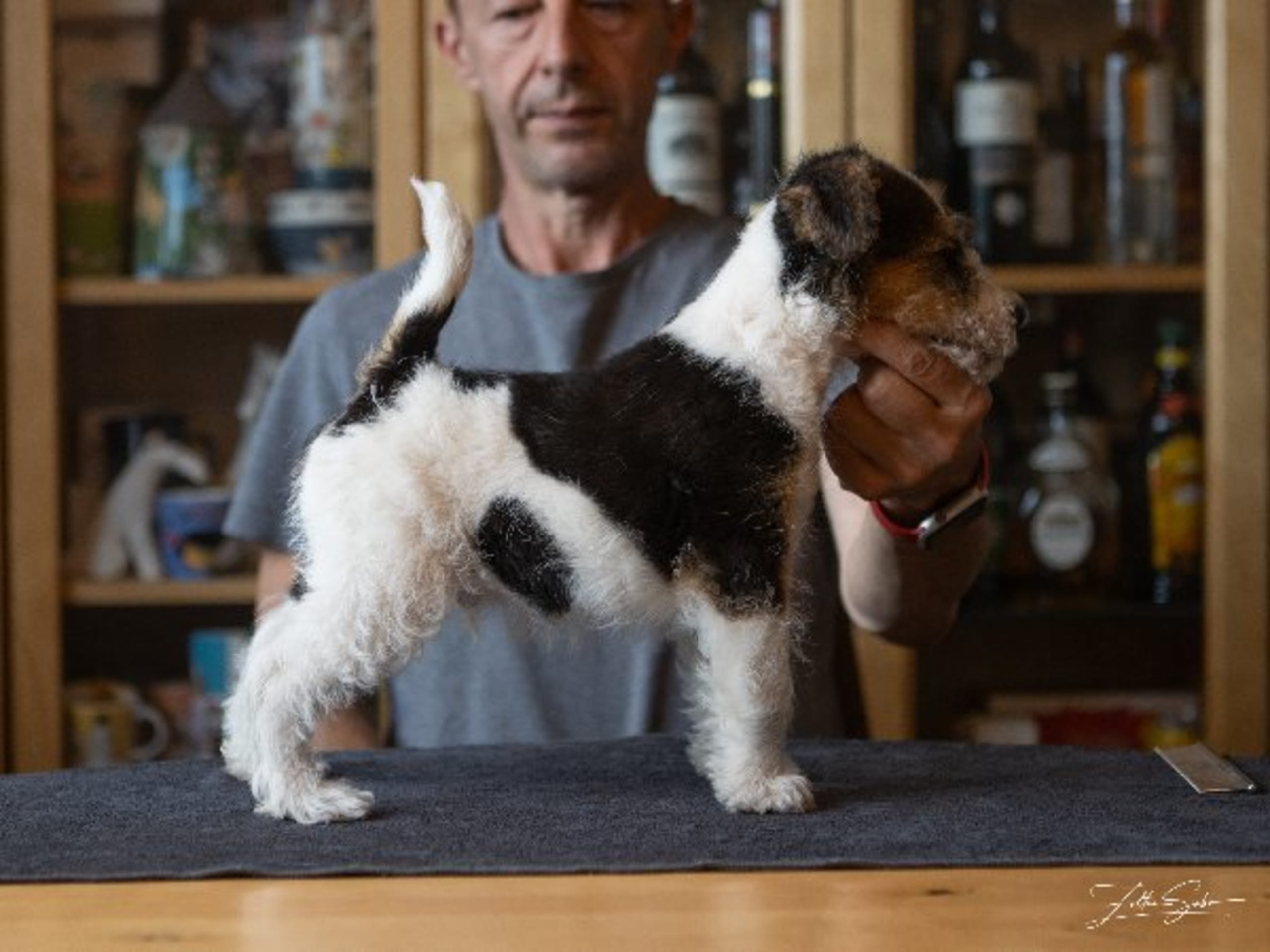 Wire Fox Terrier · Staffanstorp · Foxtan's