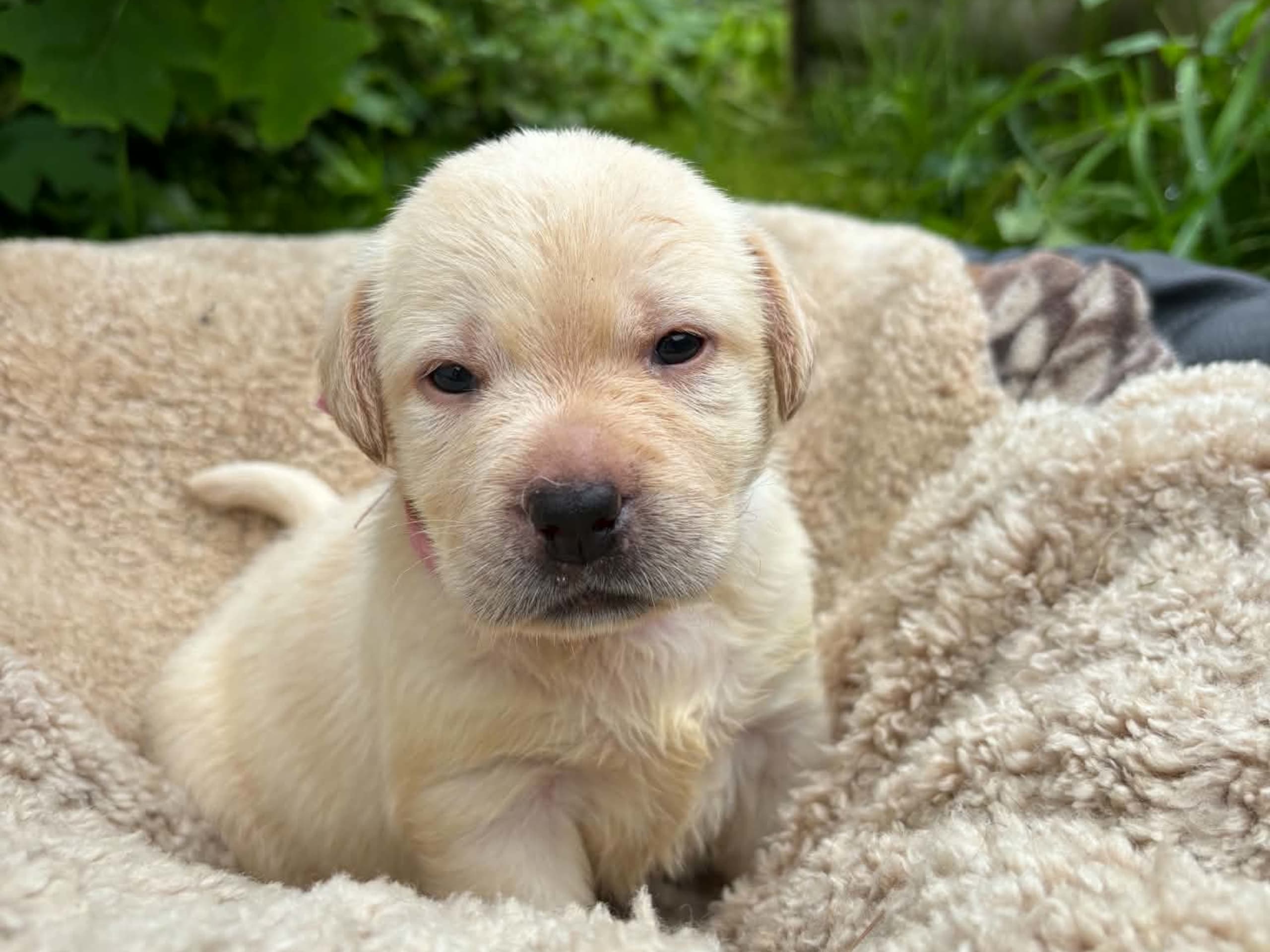 Labrador retriever · Svorkmo · Lyonette