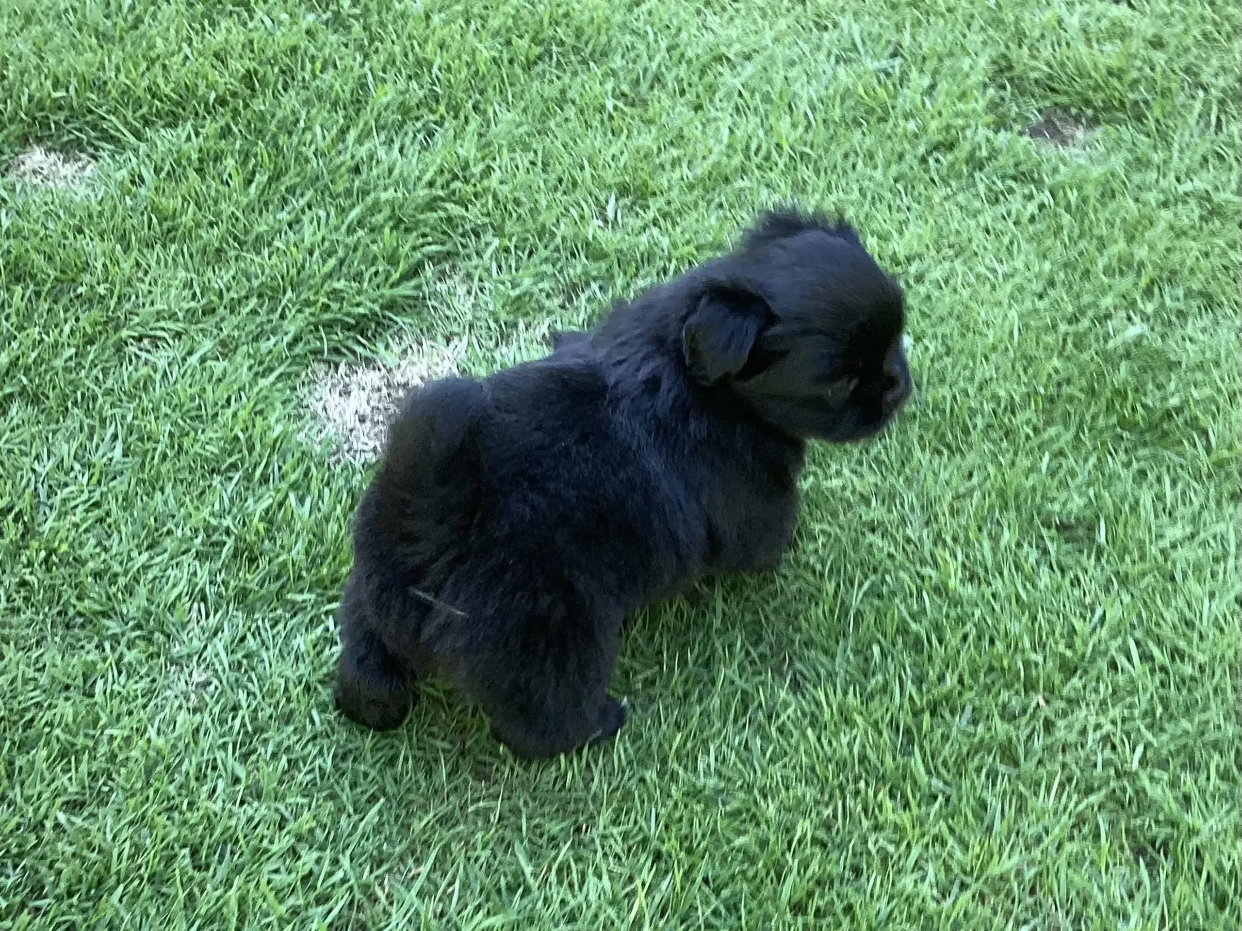 Tibetan Spaniel · Lindesnes · Reidun Kvamsø