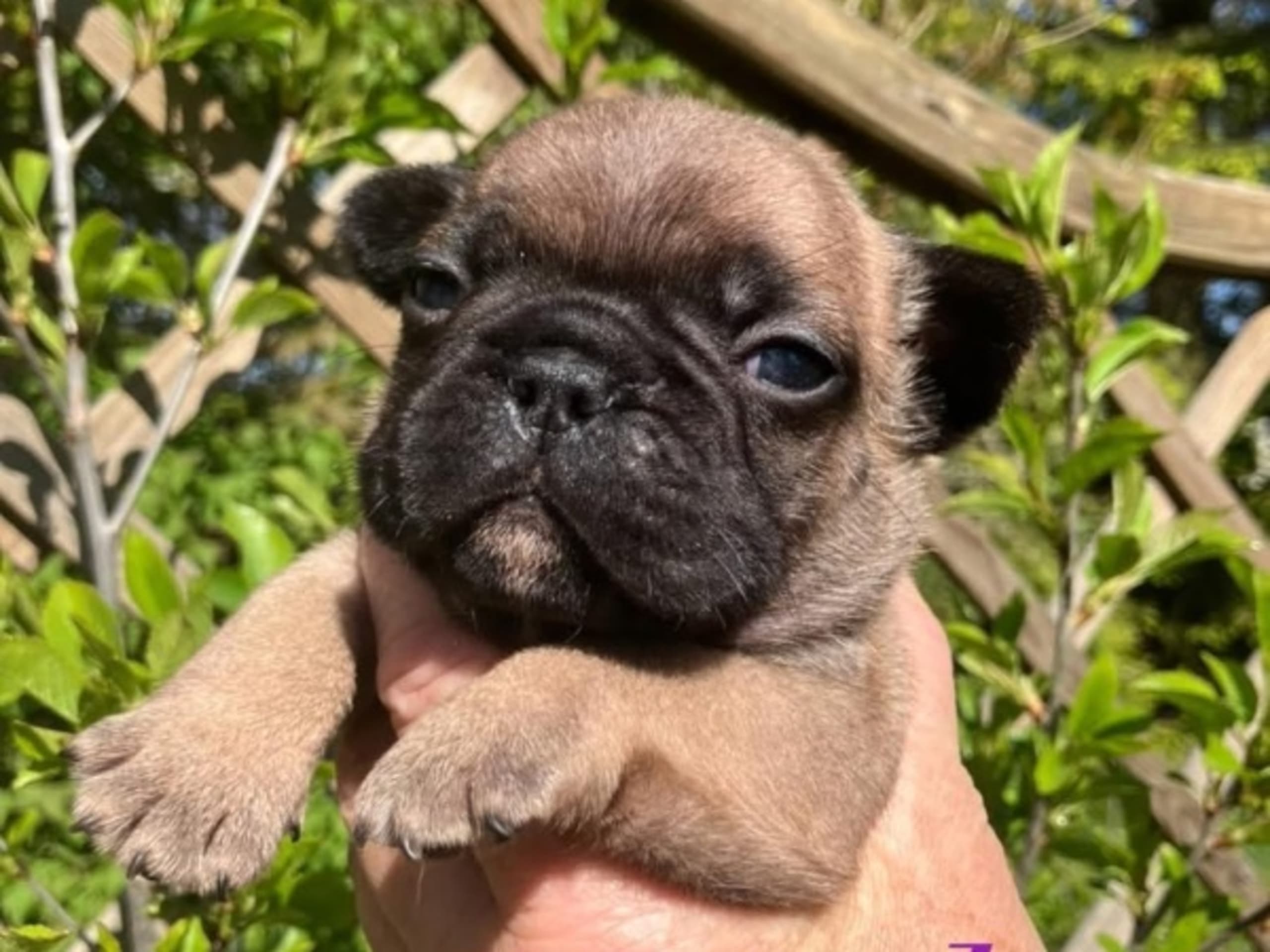 Fransk bulldogg
