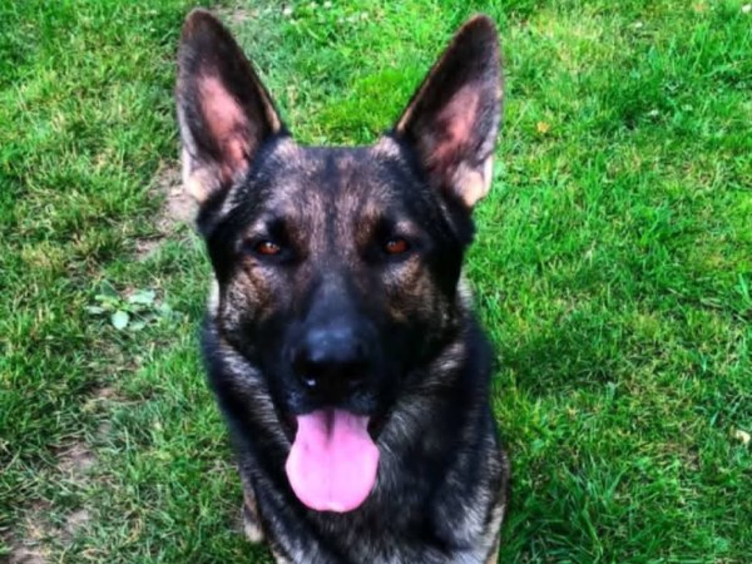 Tysk Schäferhund · Vallåkra · Incidents