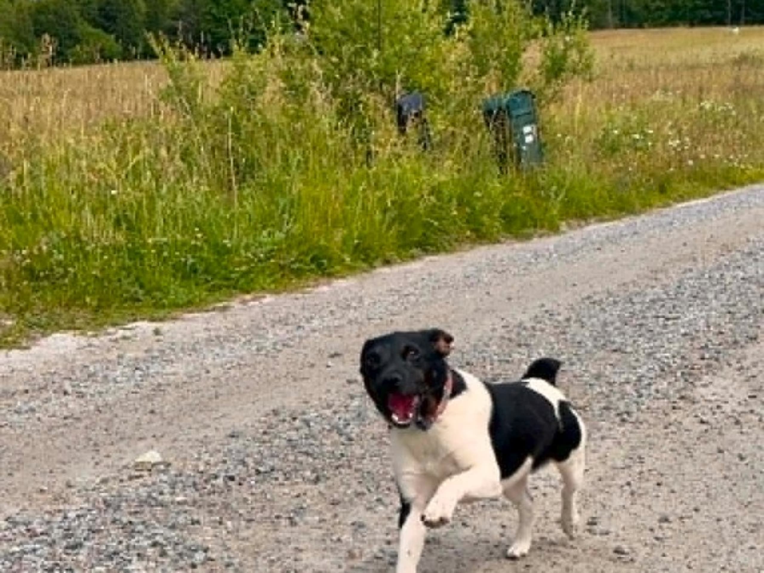 Danish Swedish Farmdog · Lillkyrka · Just Ask