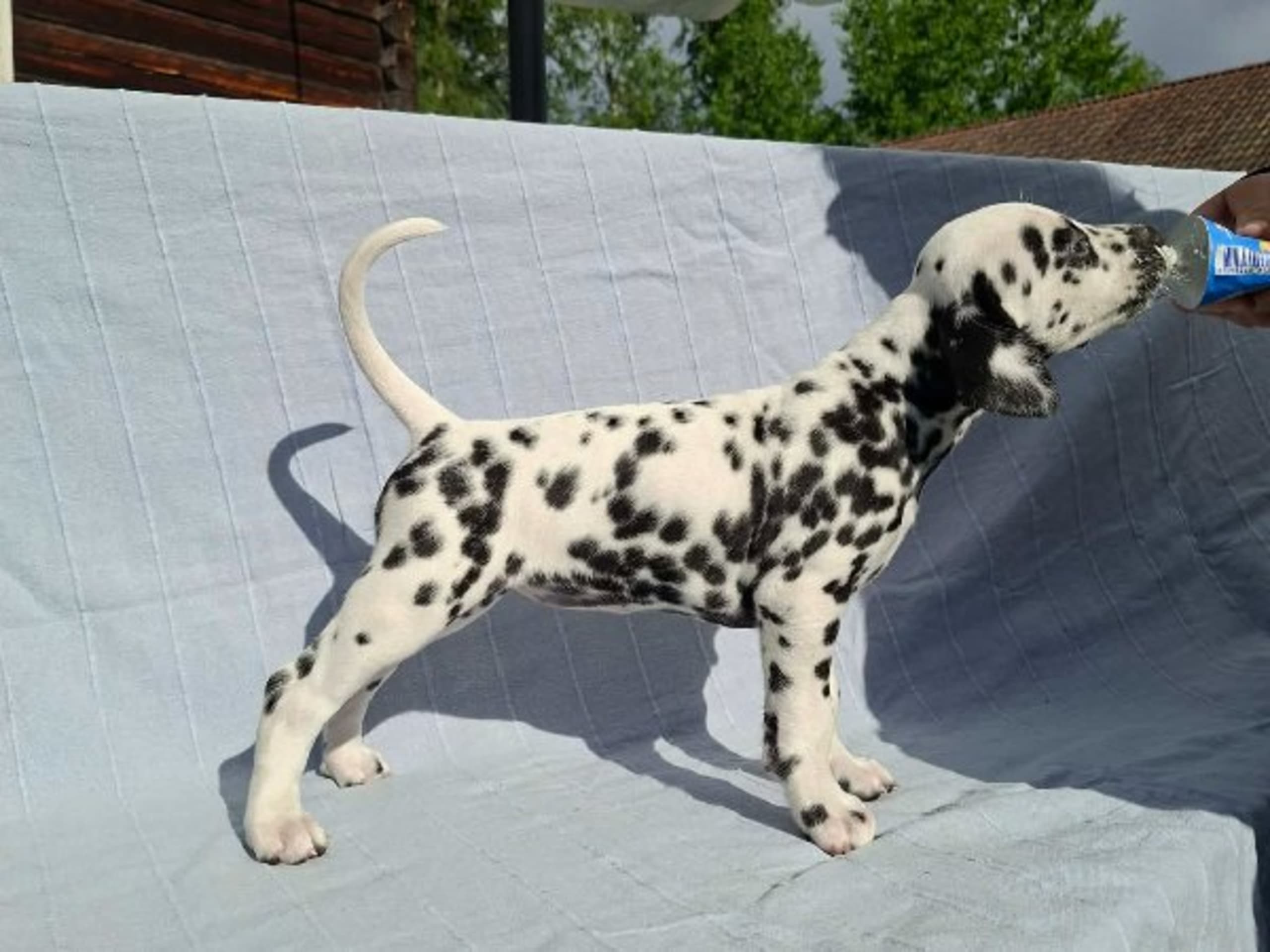 Dalmatian · Mora · Miss De Vil's