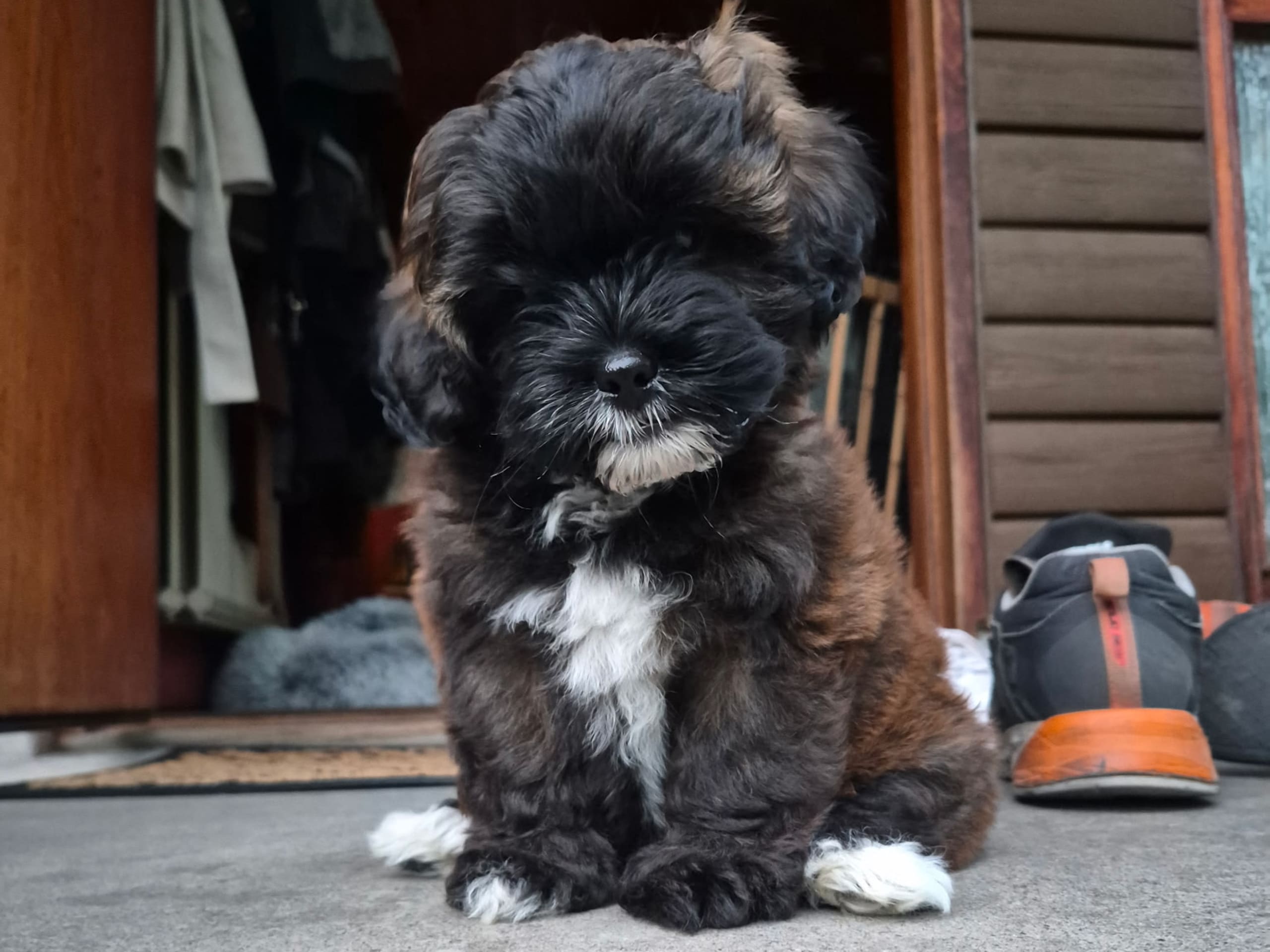 Shih poo · Sköldinge · Shihpoo